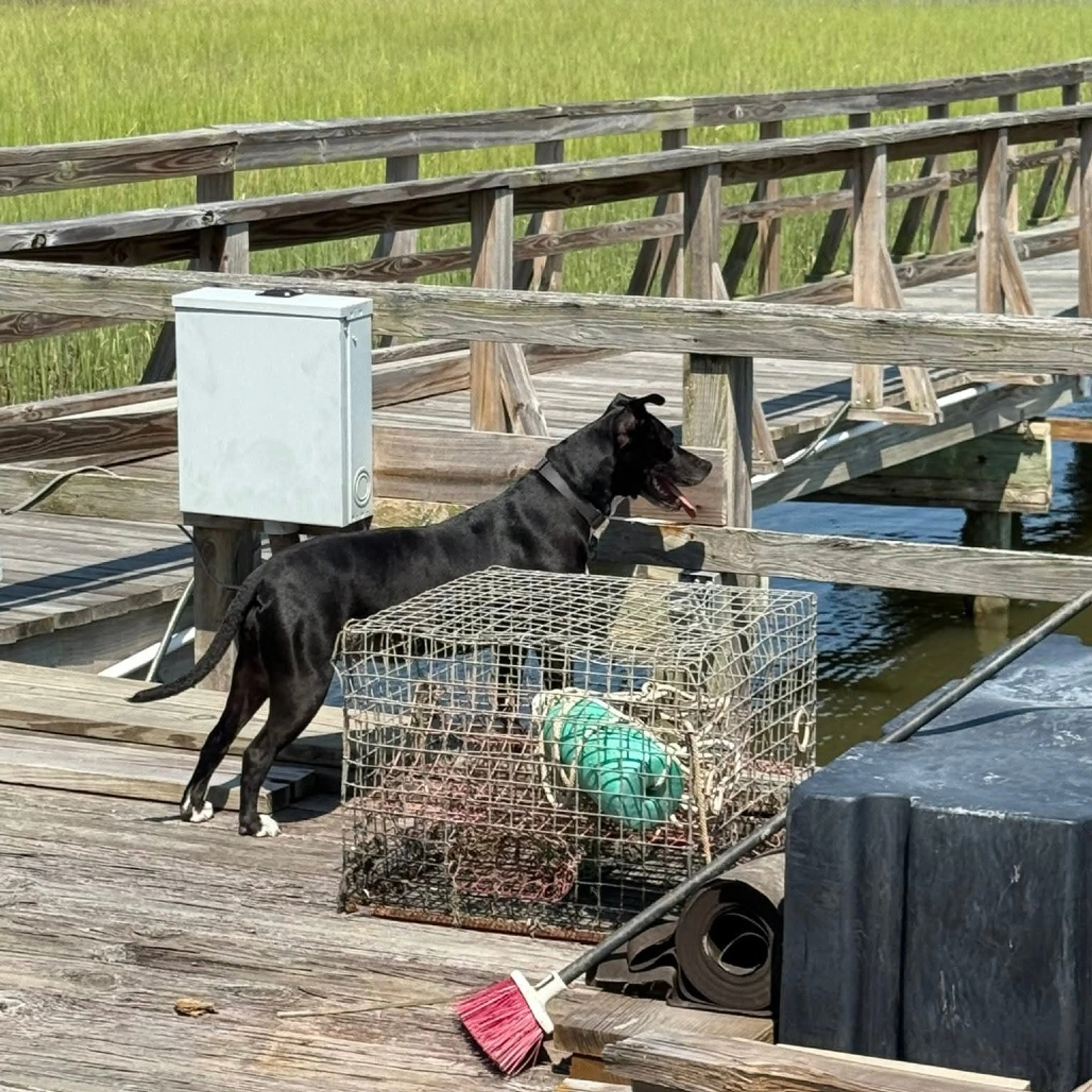 Found pet-25