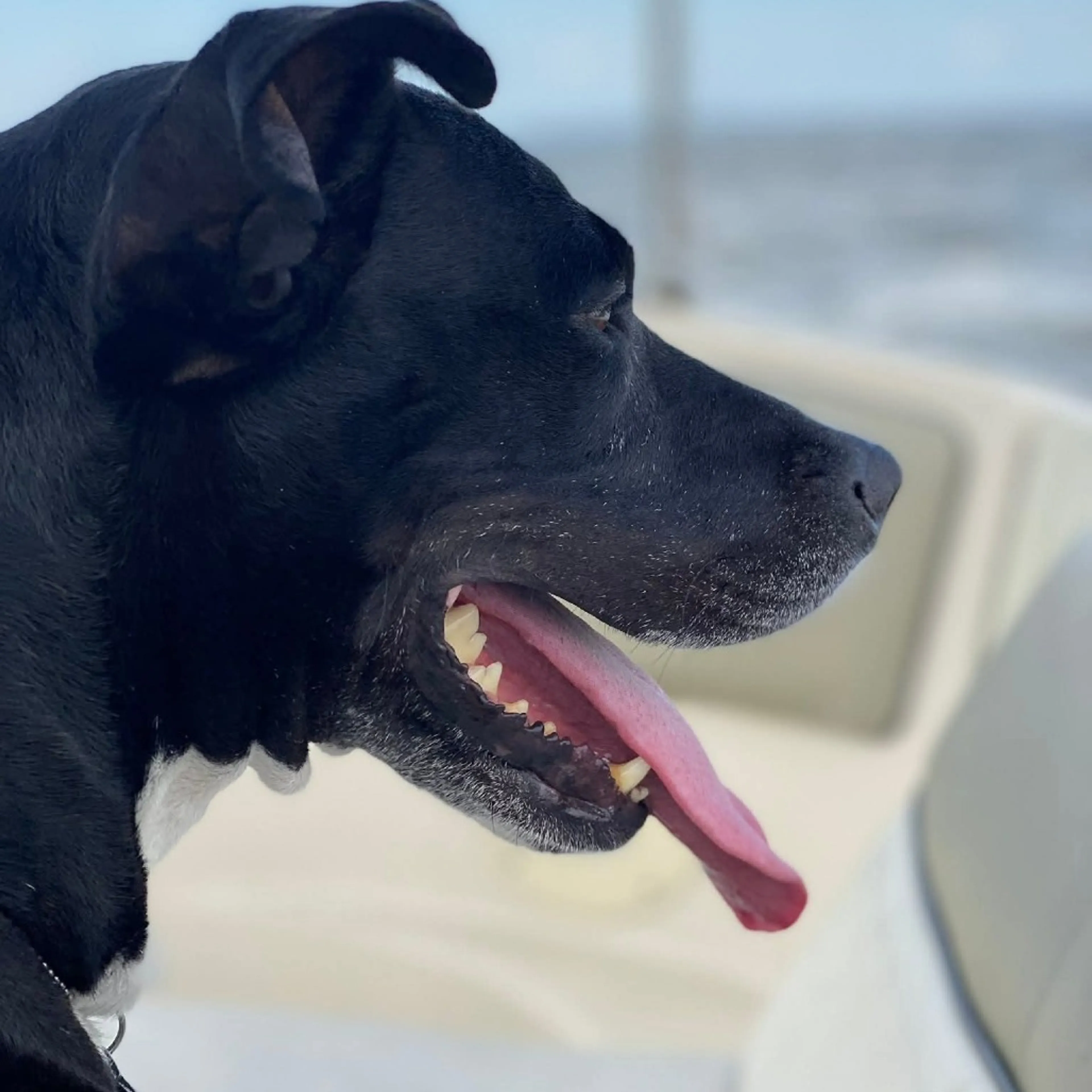 Found pet-26