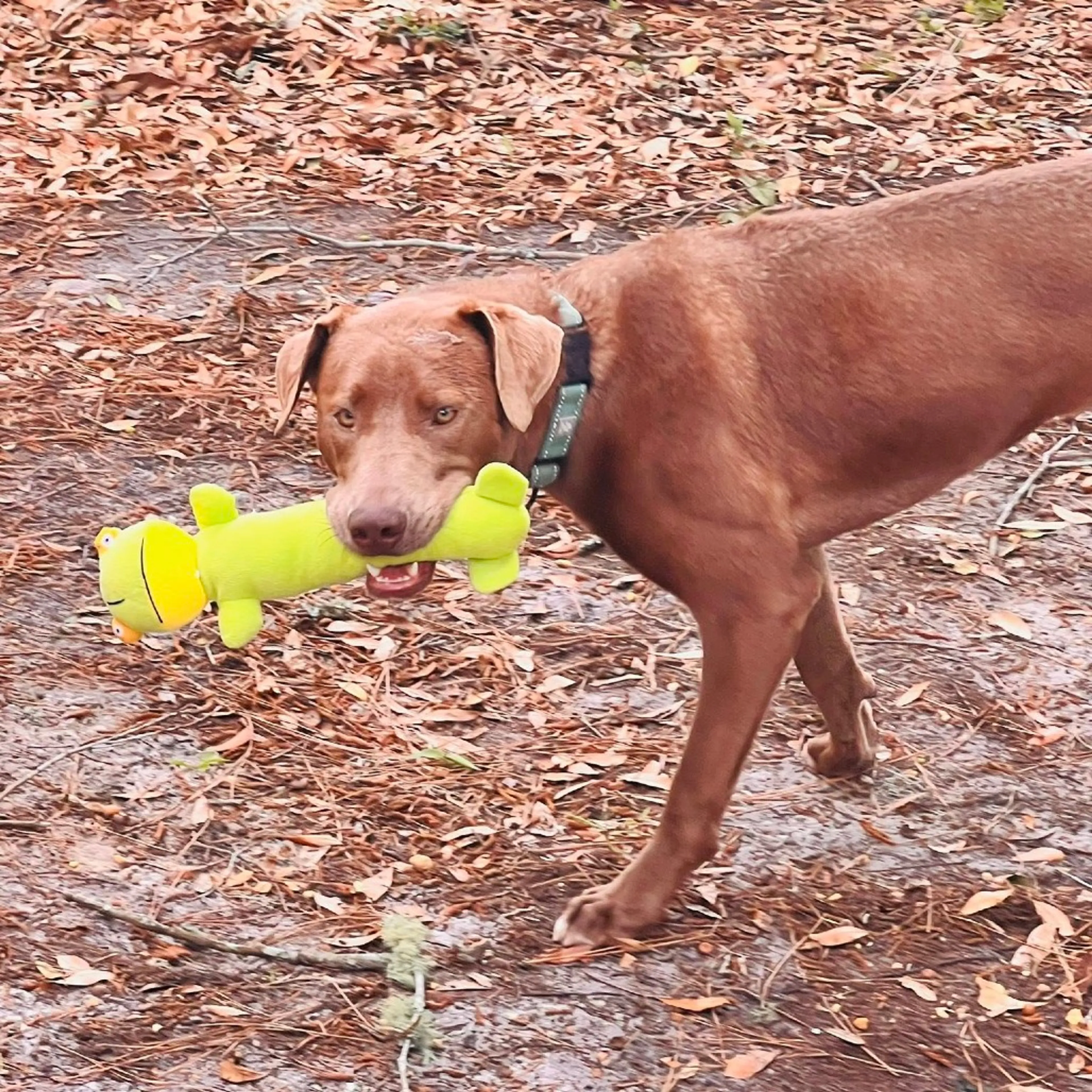 Found pet-8