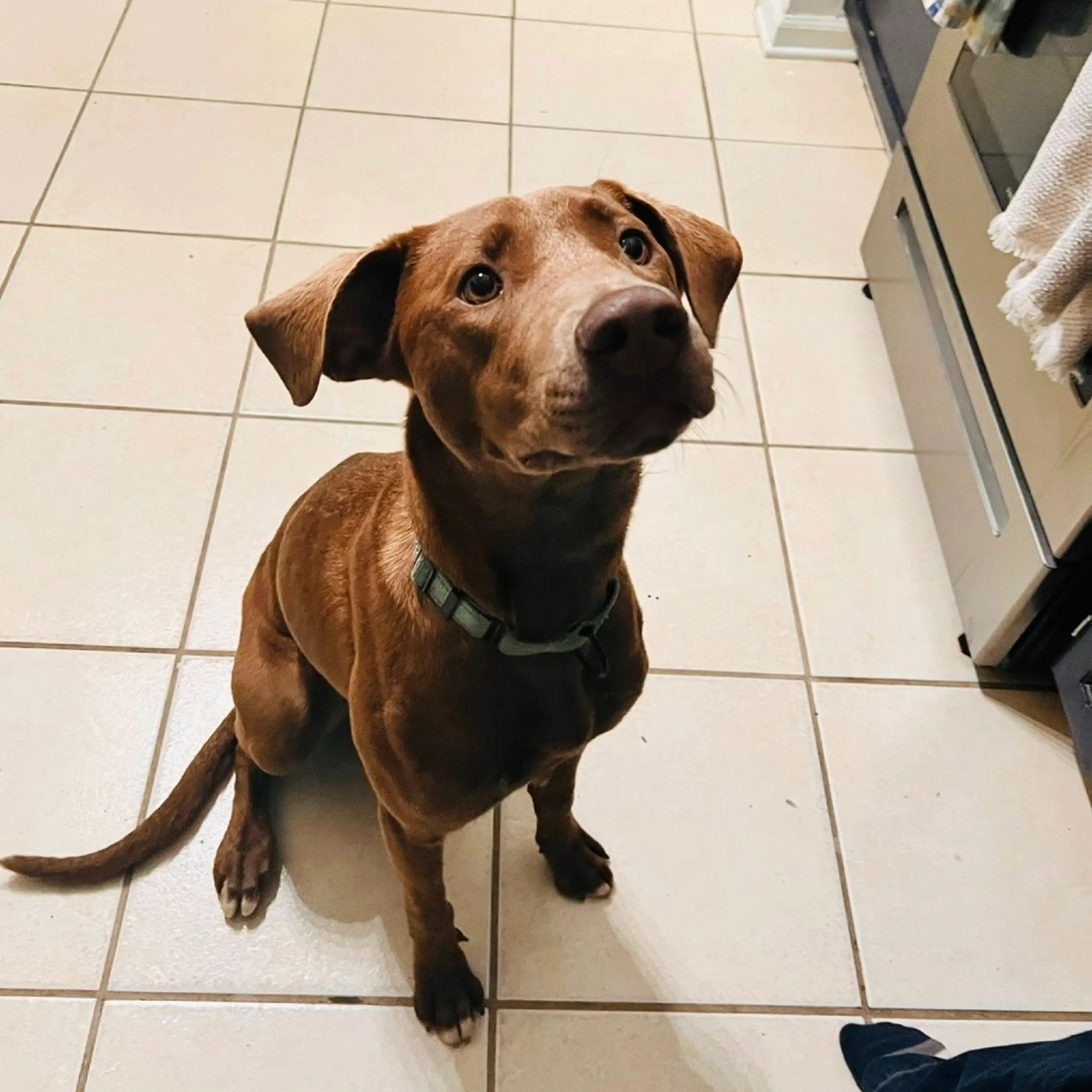 Found pet-9