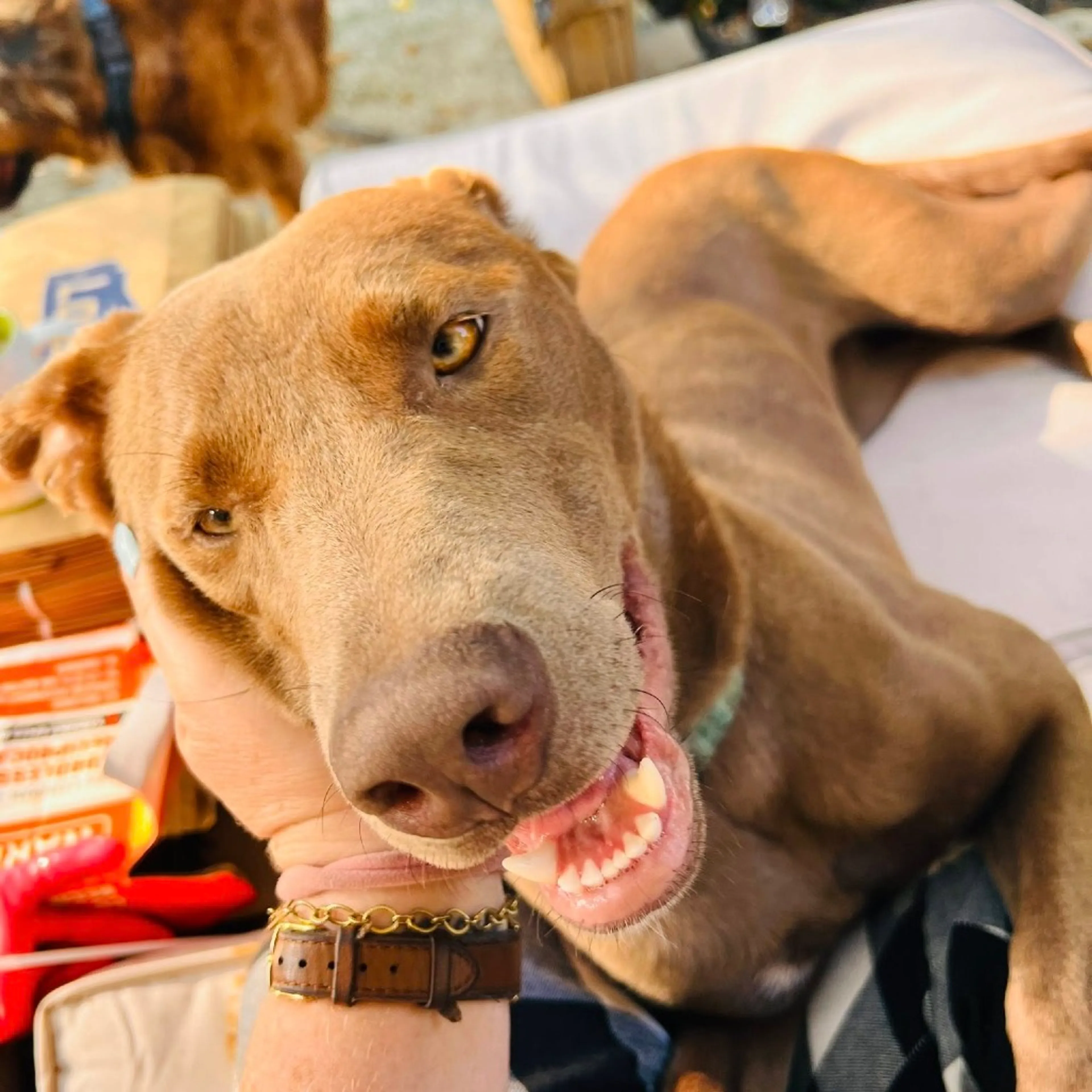 Found pet-12