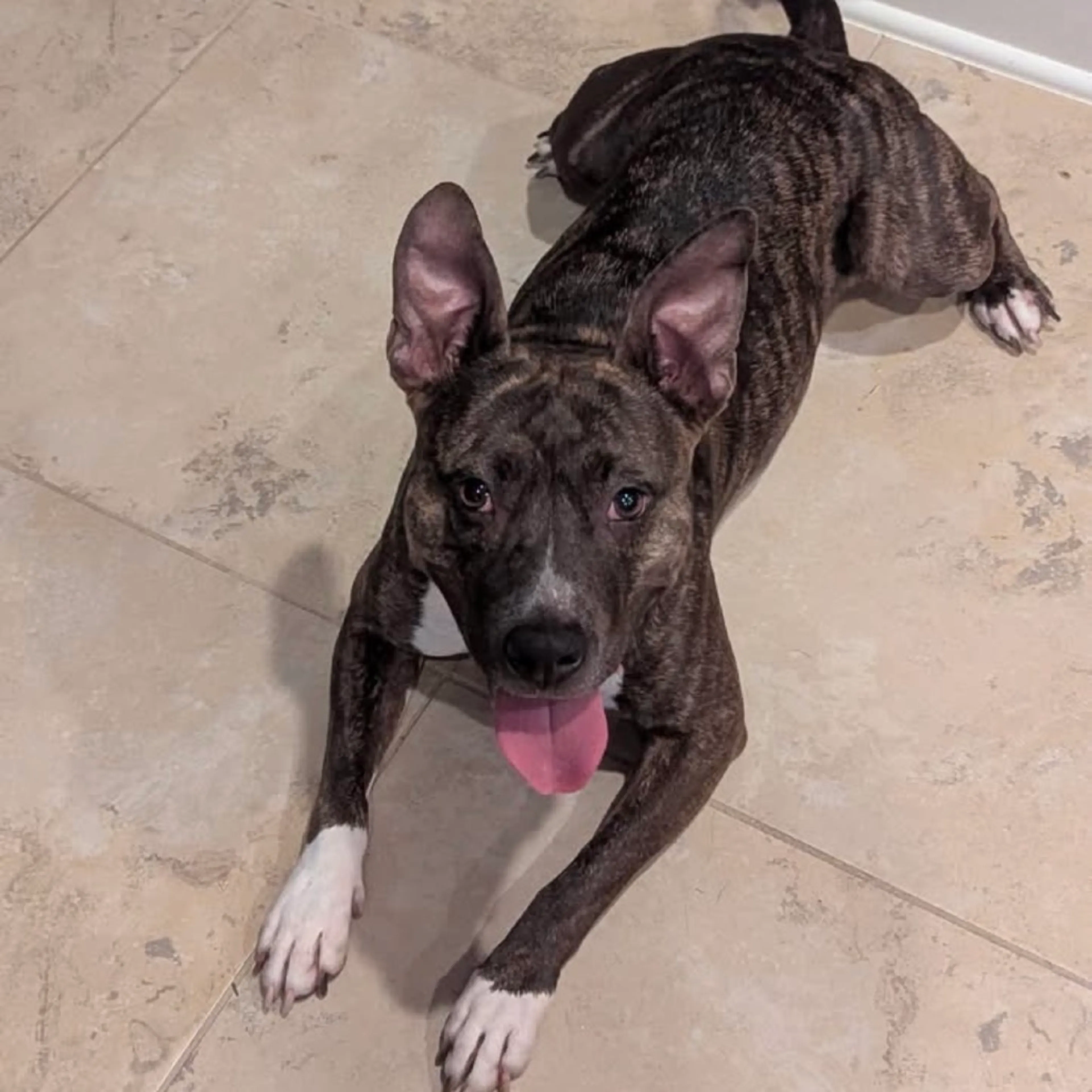 Found pet-3