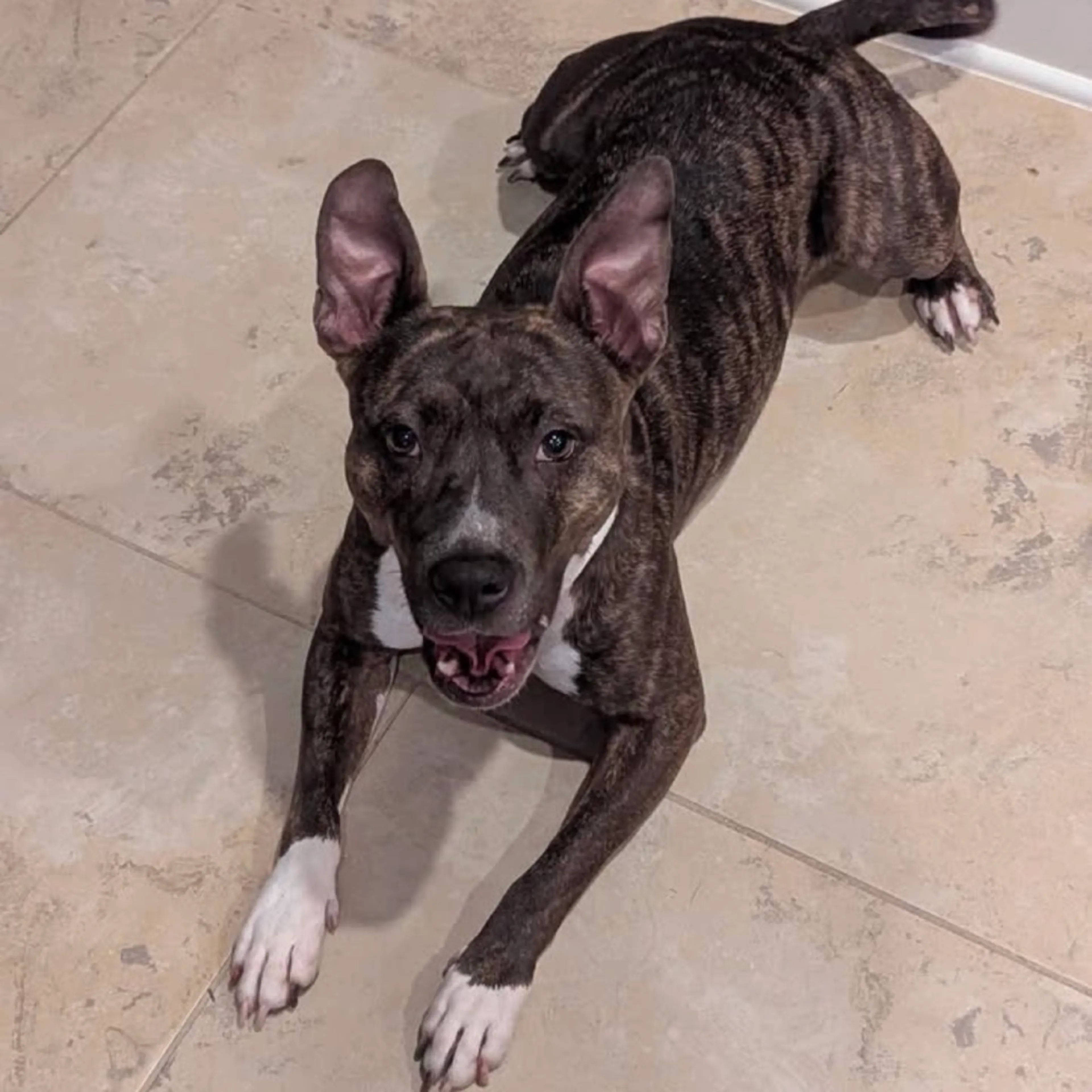 Found pet-2