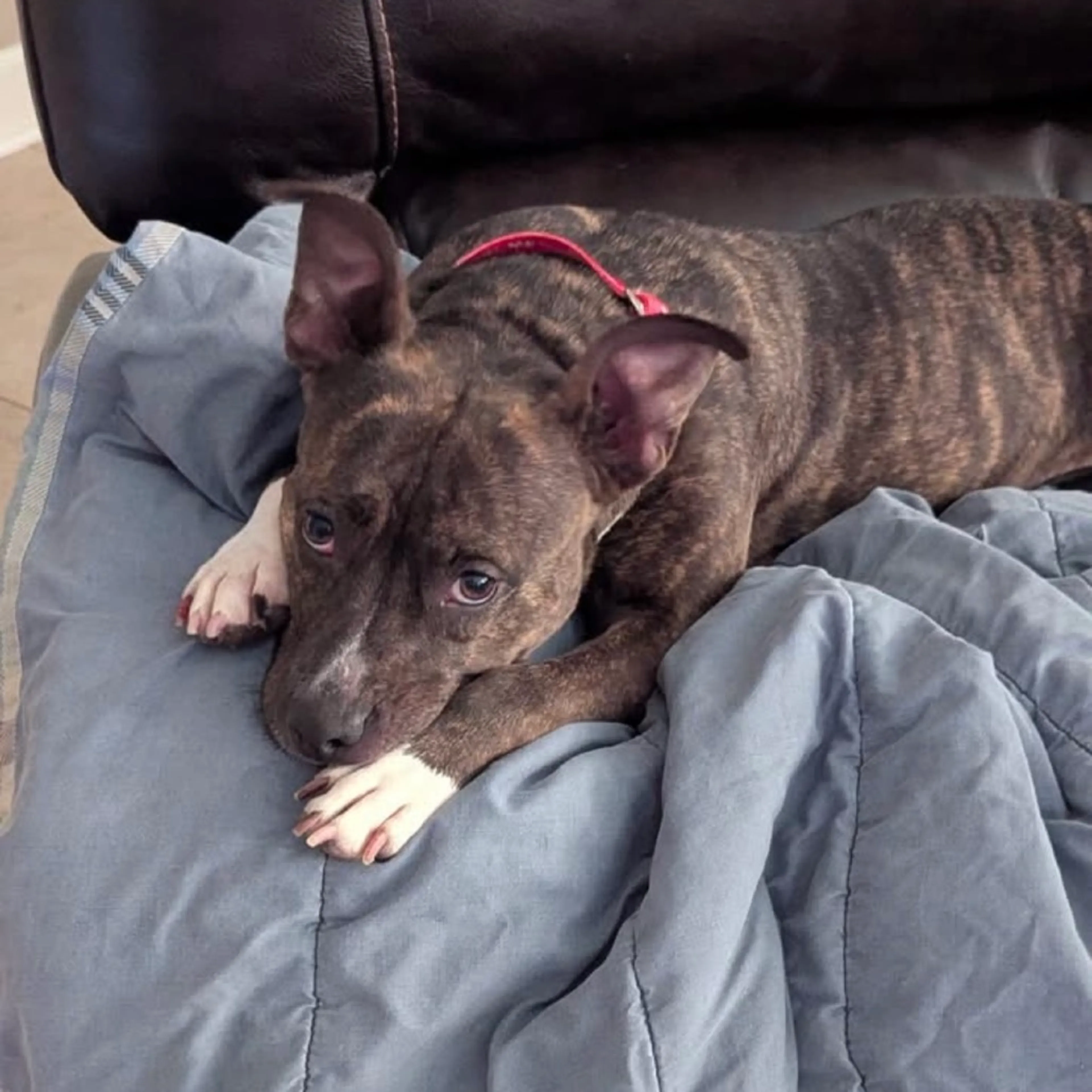 Found pet-4