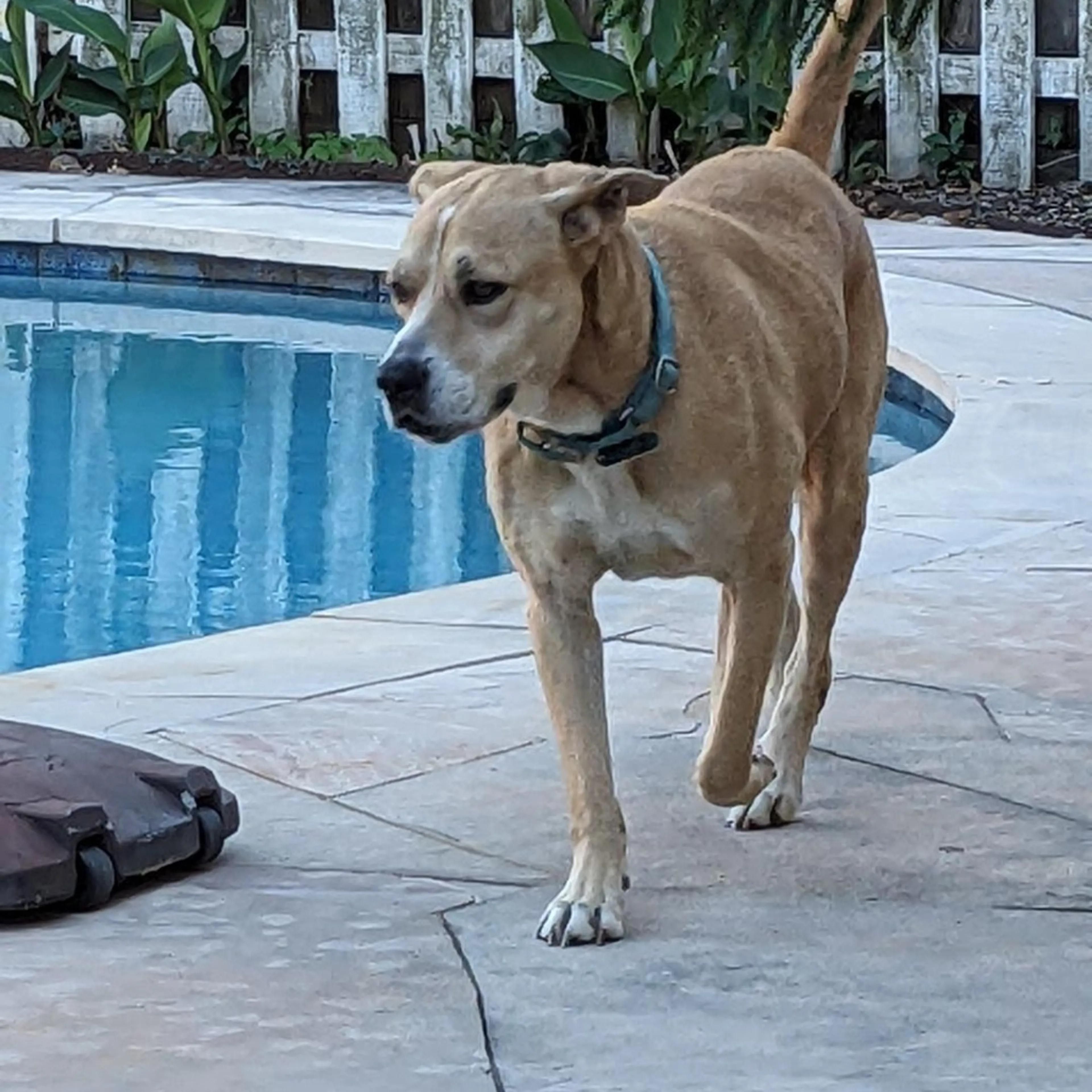 Found pet-13