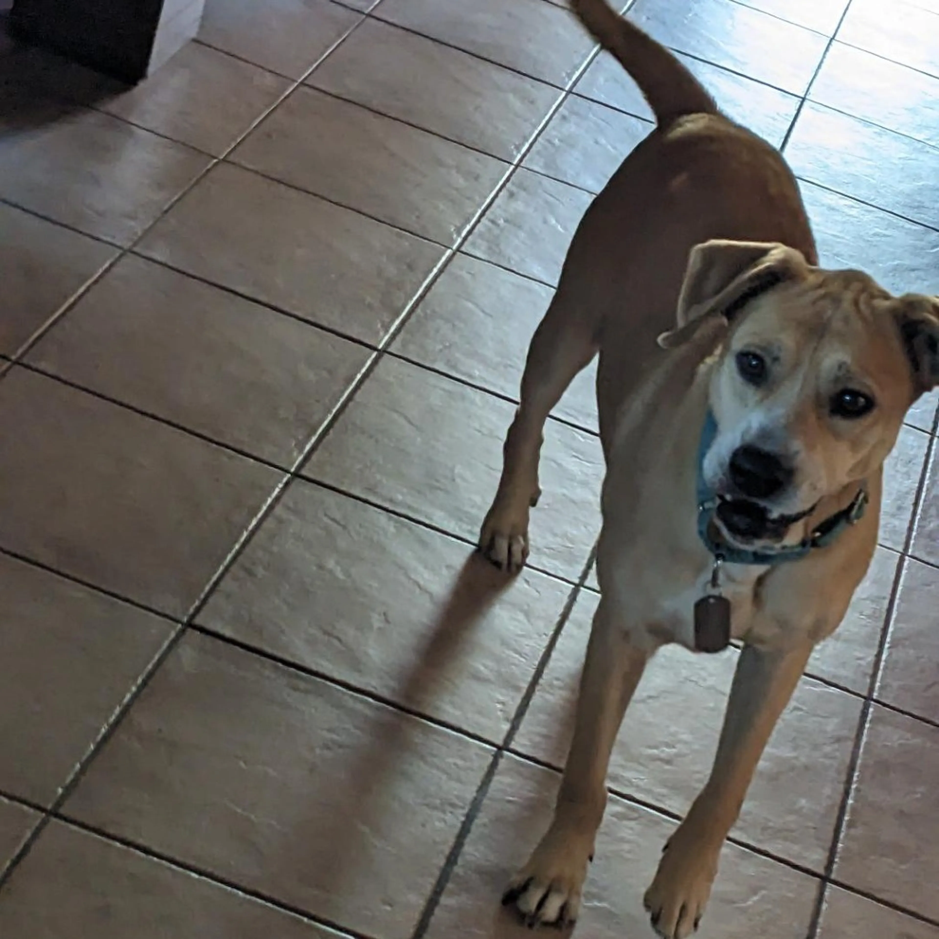 Found pet-11