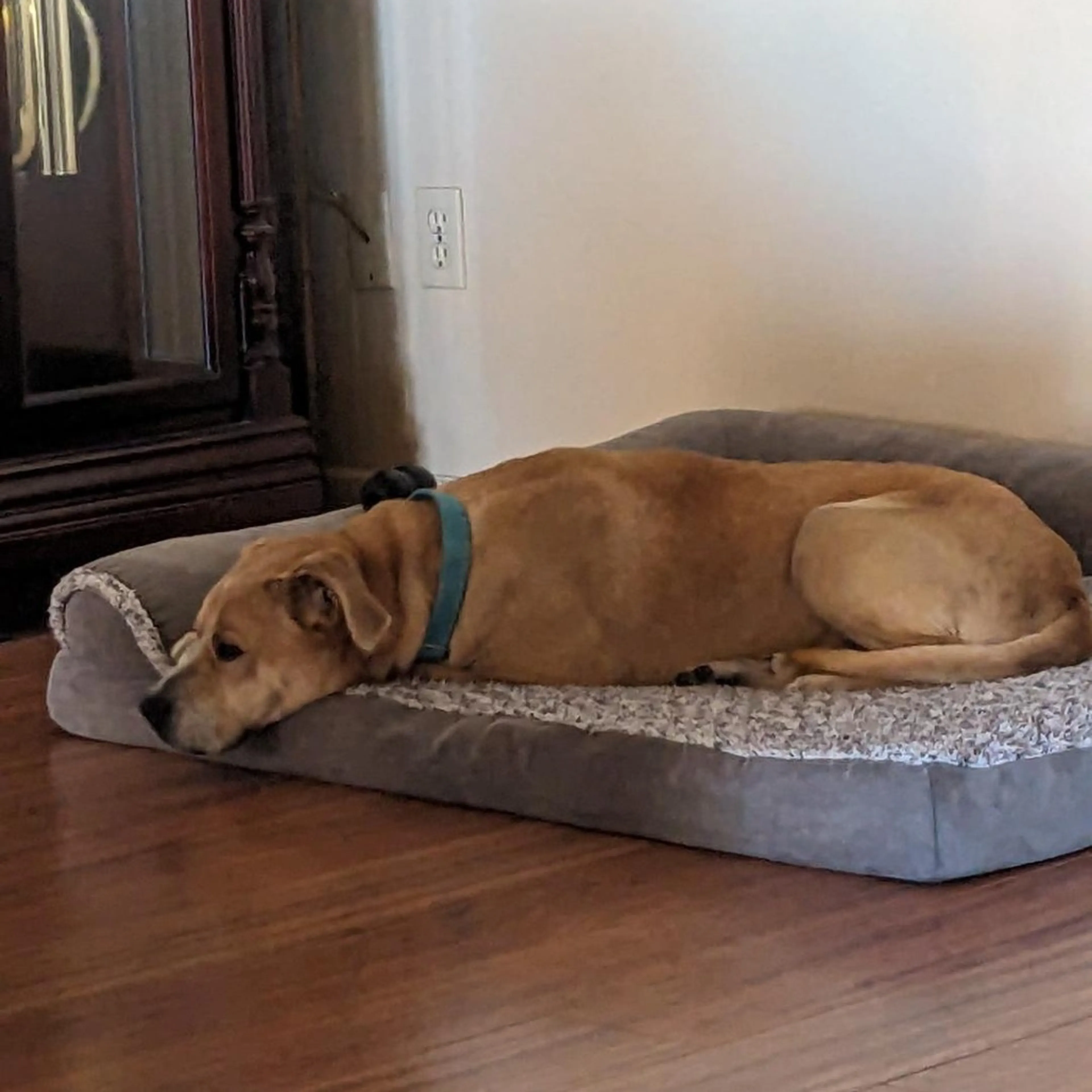 Found pet-14