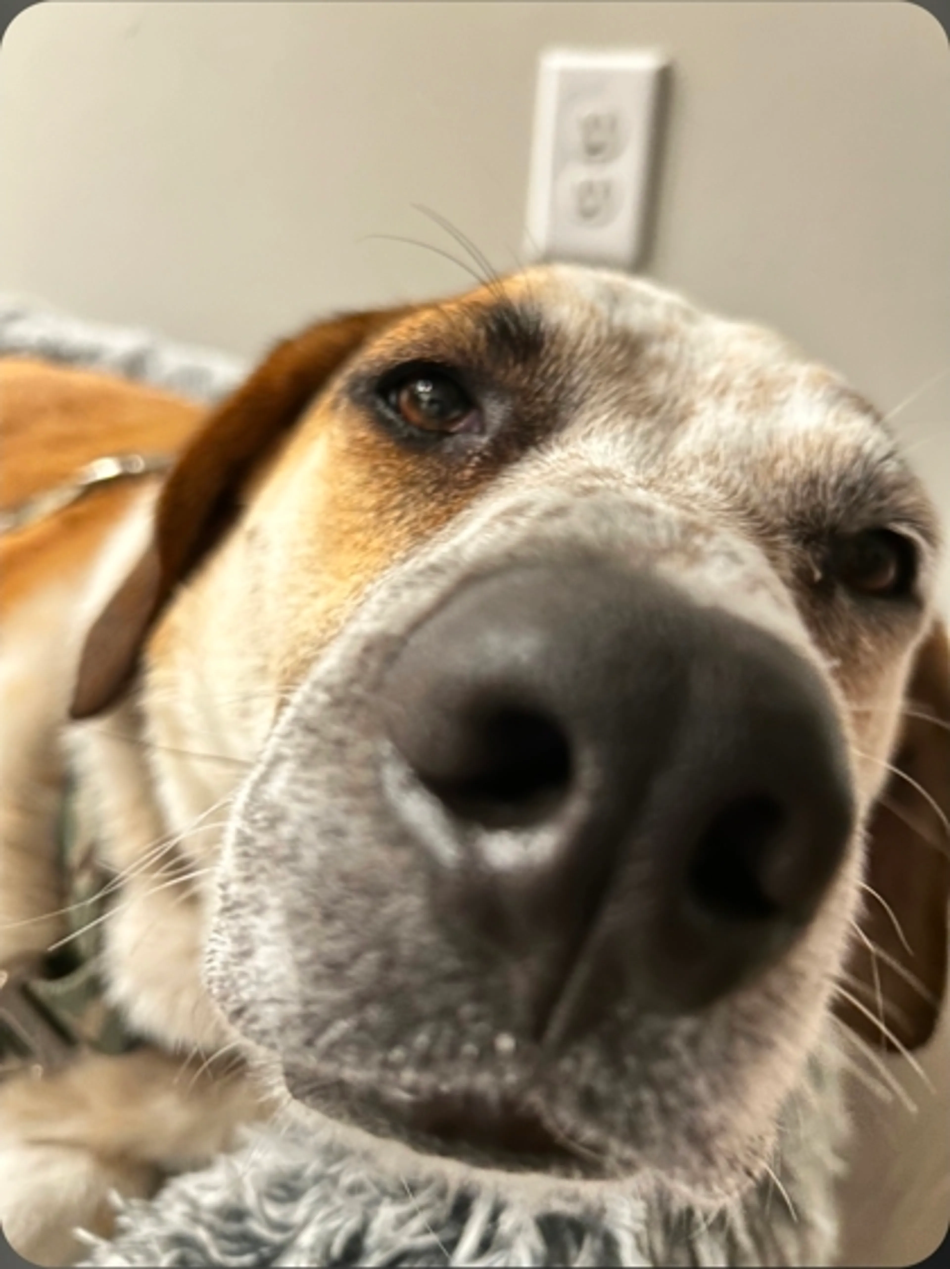 Found pet-2