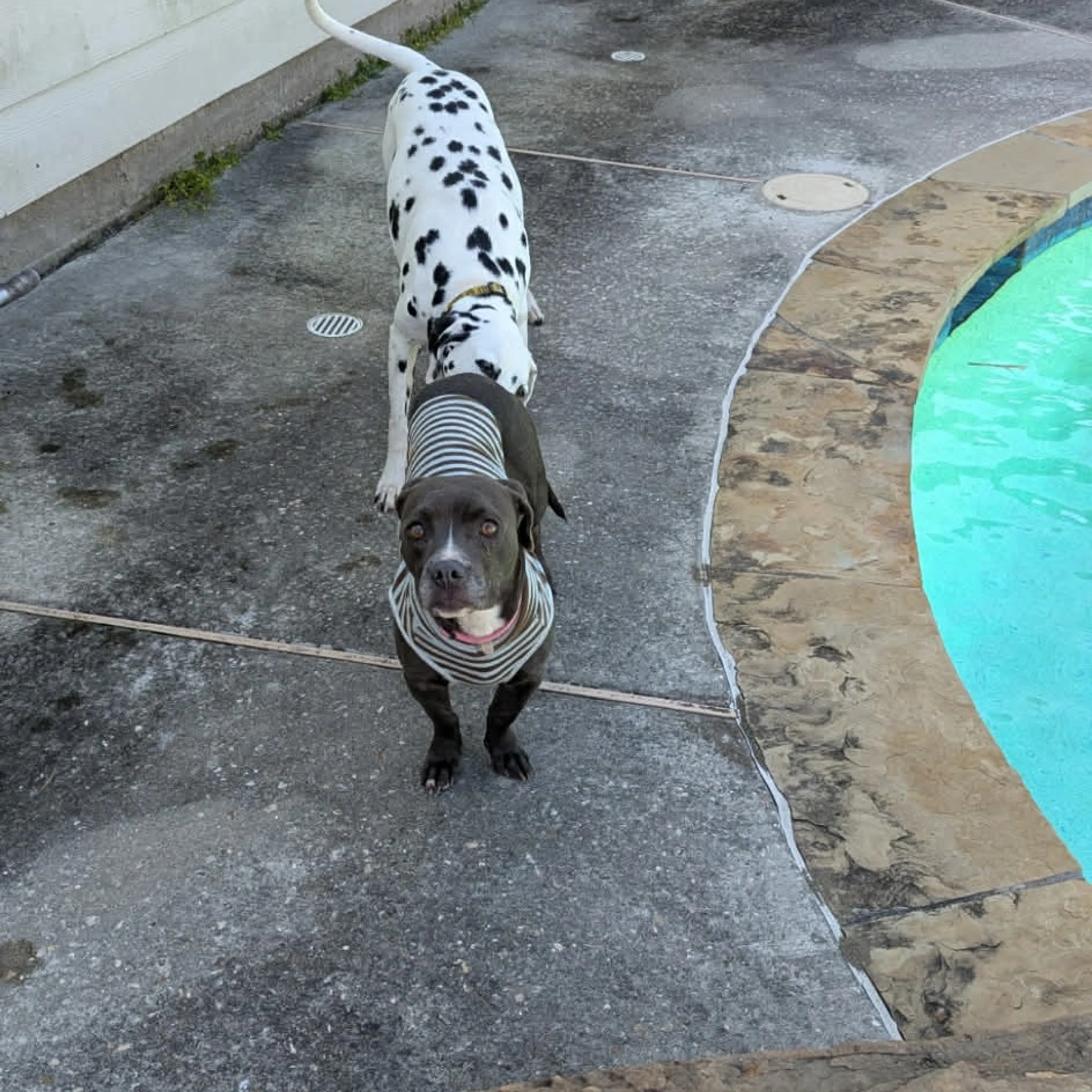Found pet-12