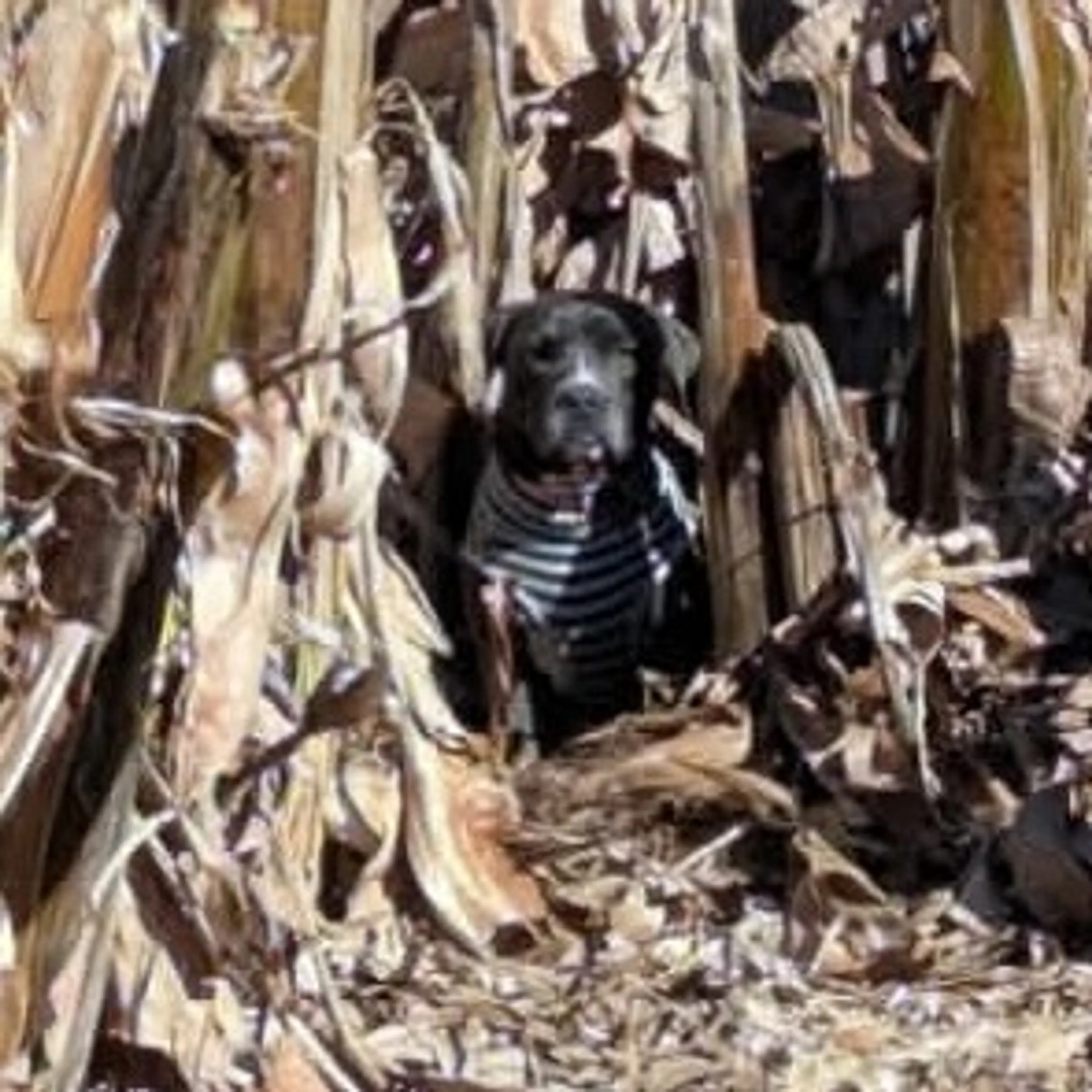 Found pet-11