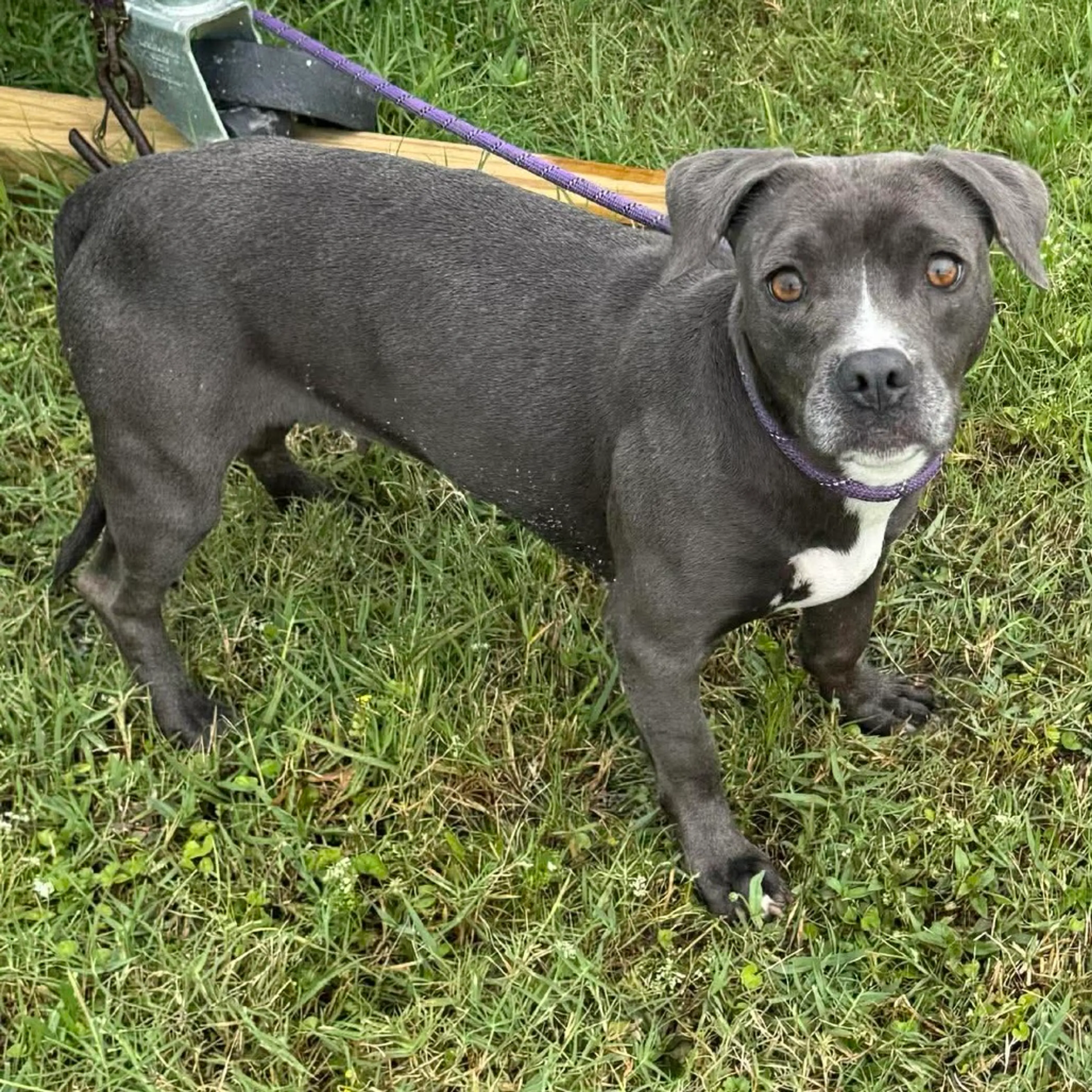 Found pet-17