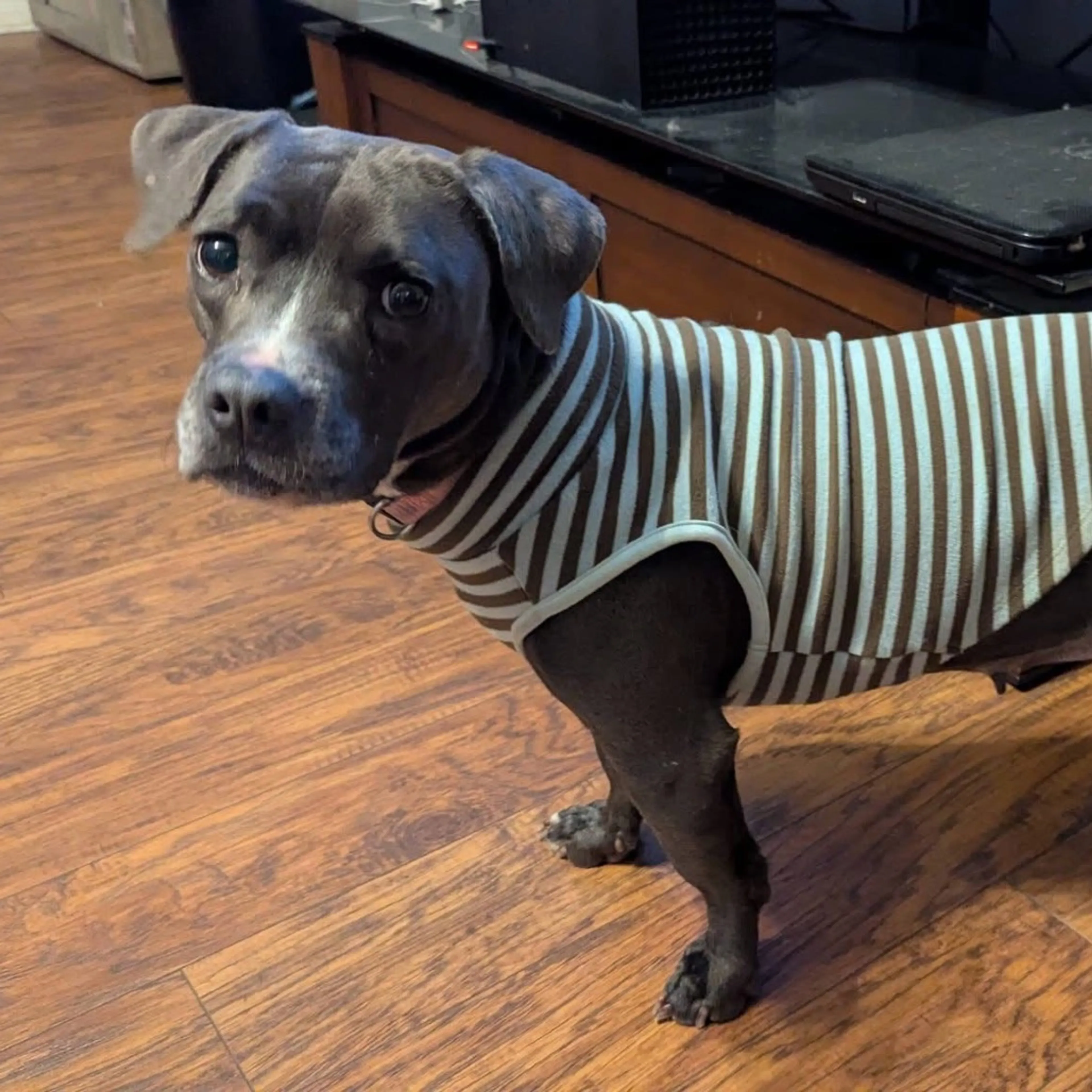 Found pet-13