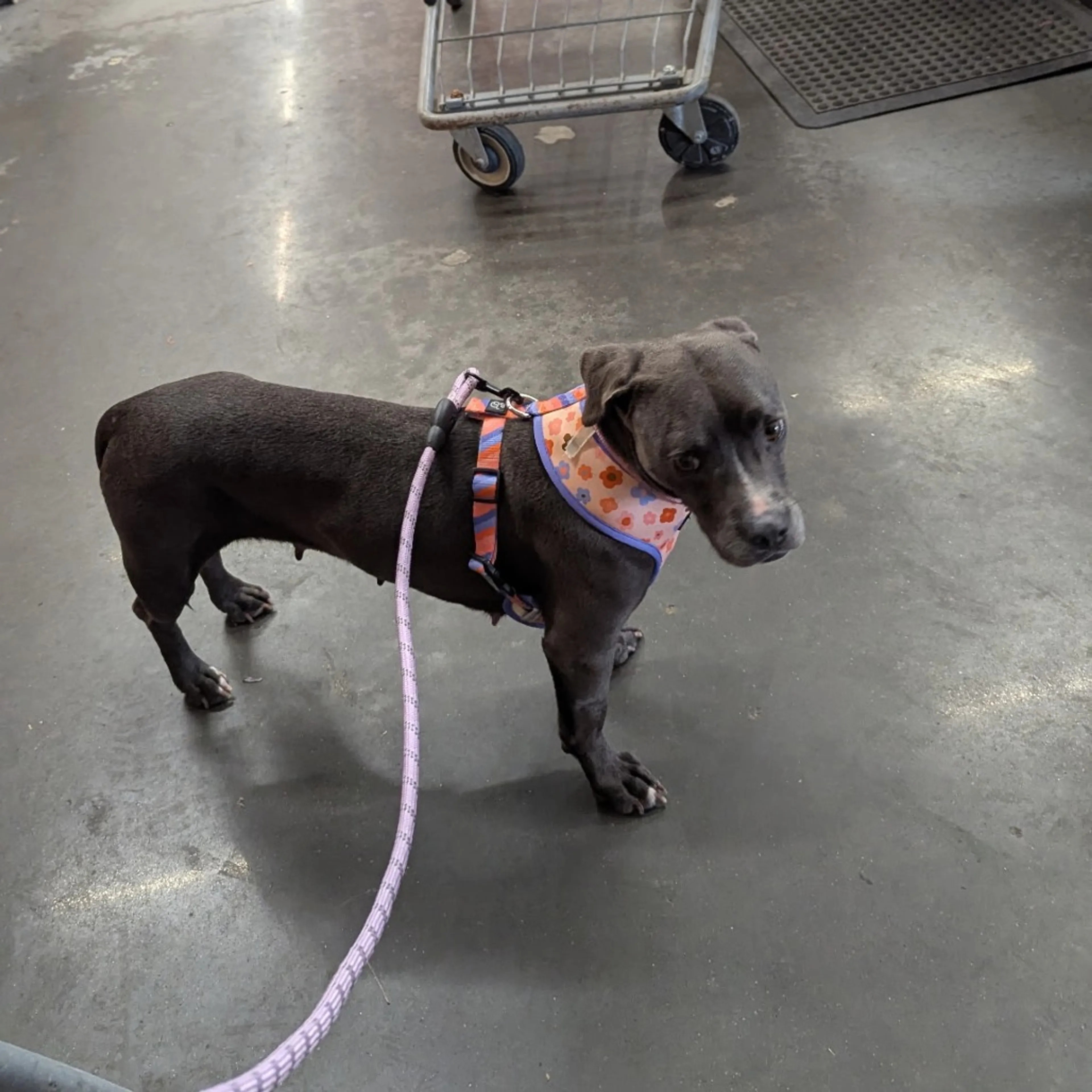 Found pet-16