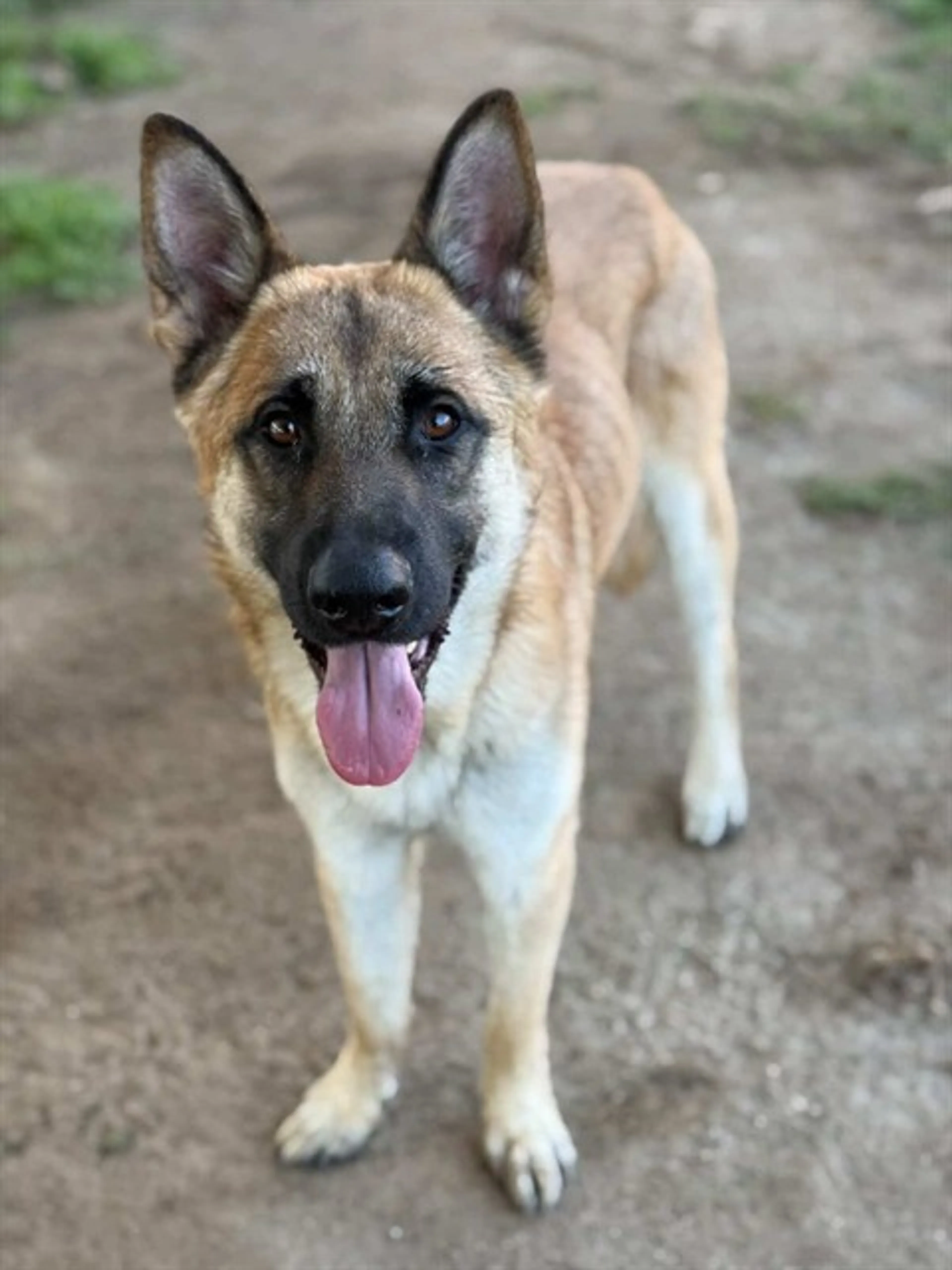 Found pet