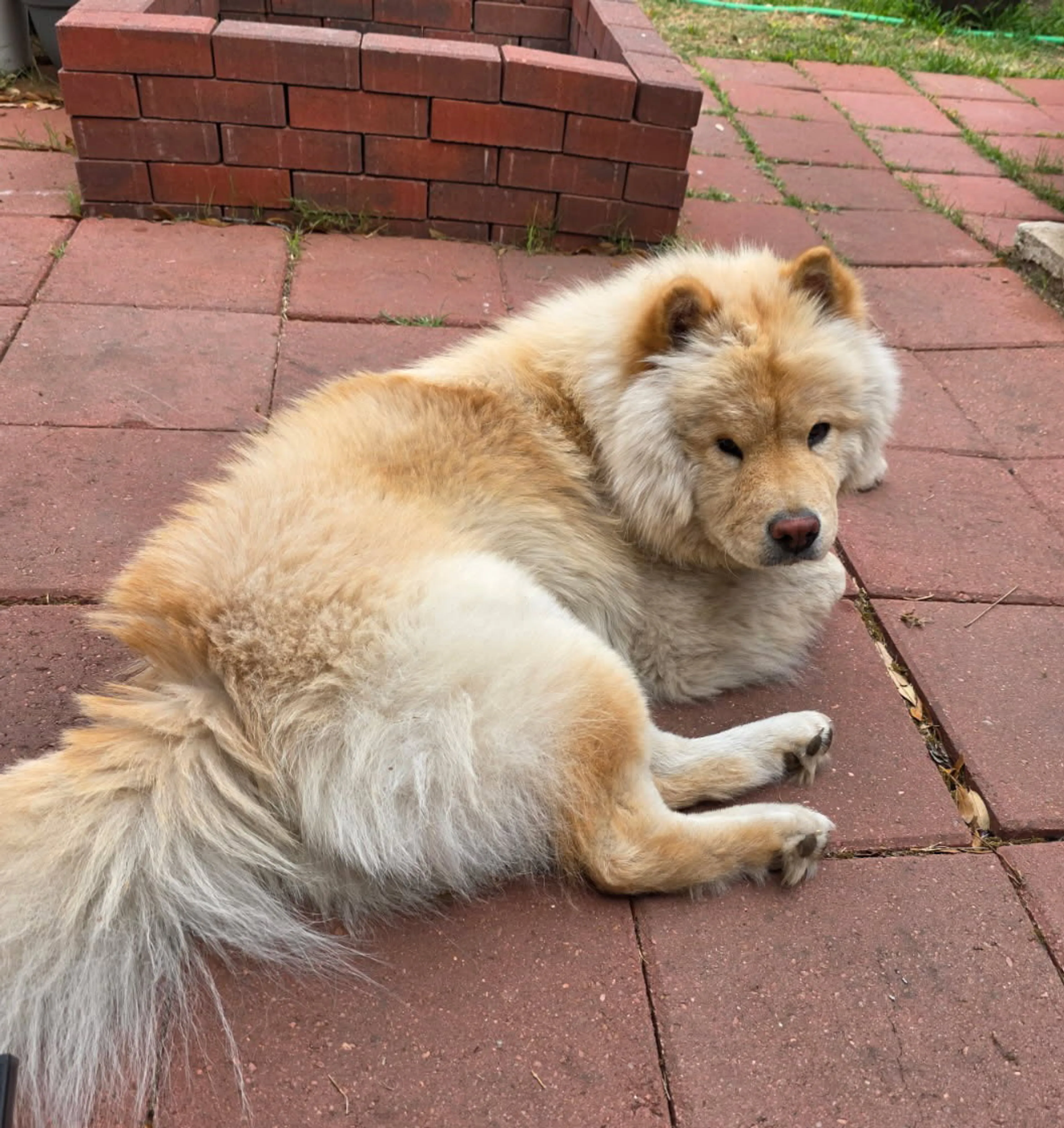 Found pet-1