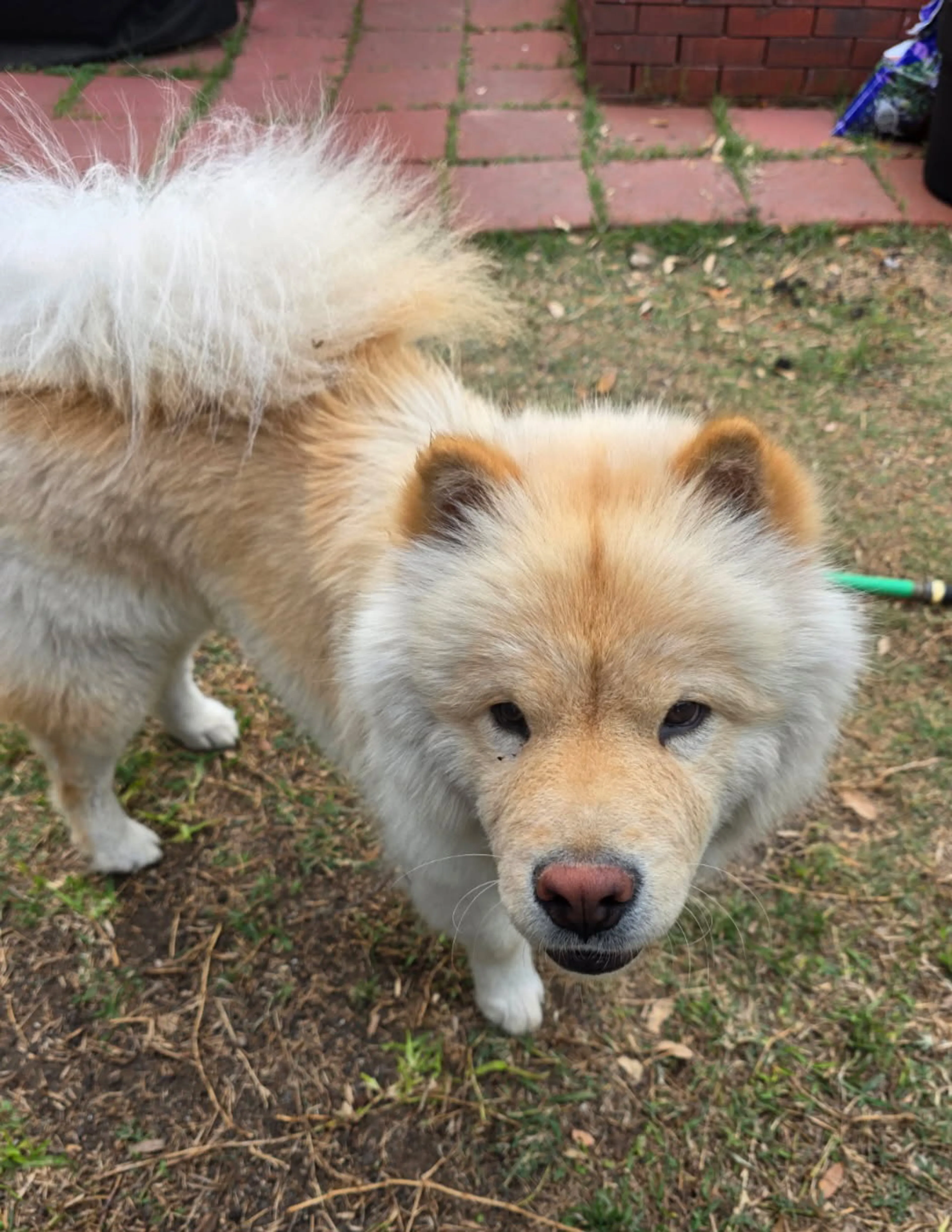 Found pet-0