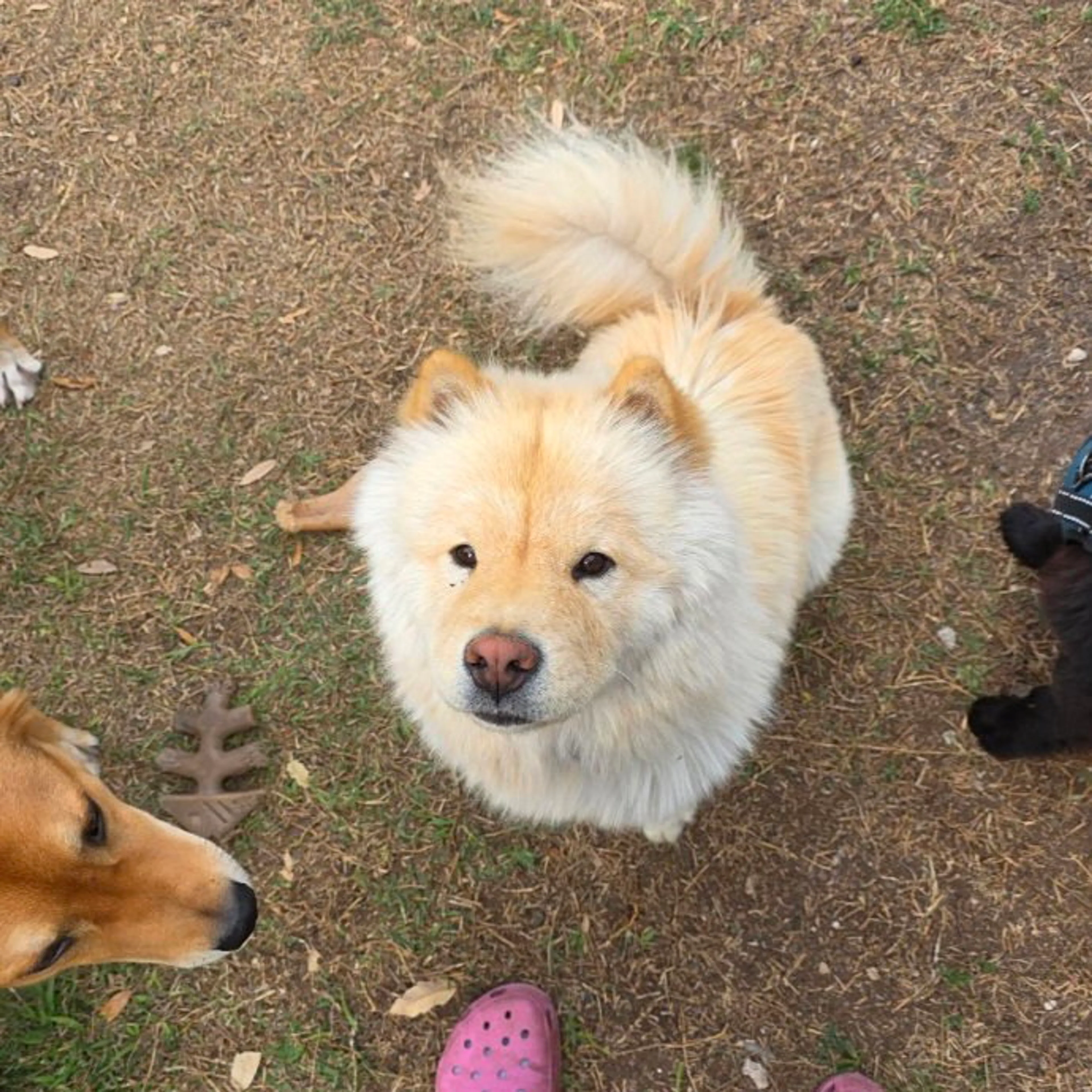 Found pet-2