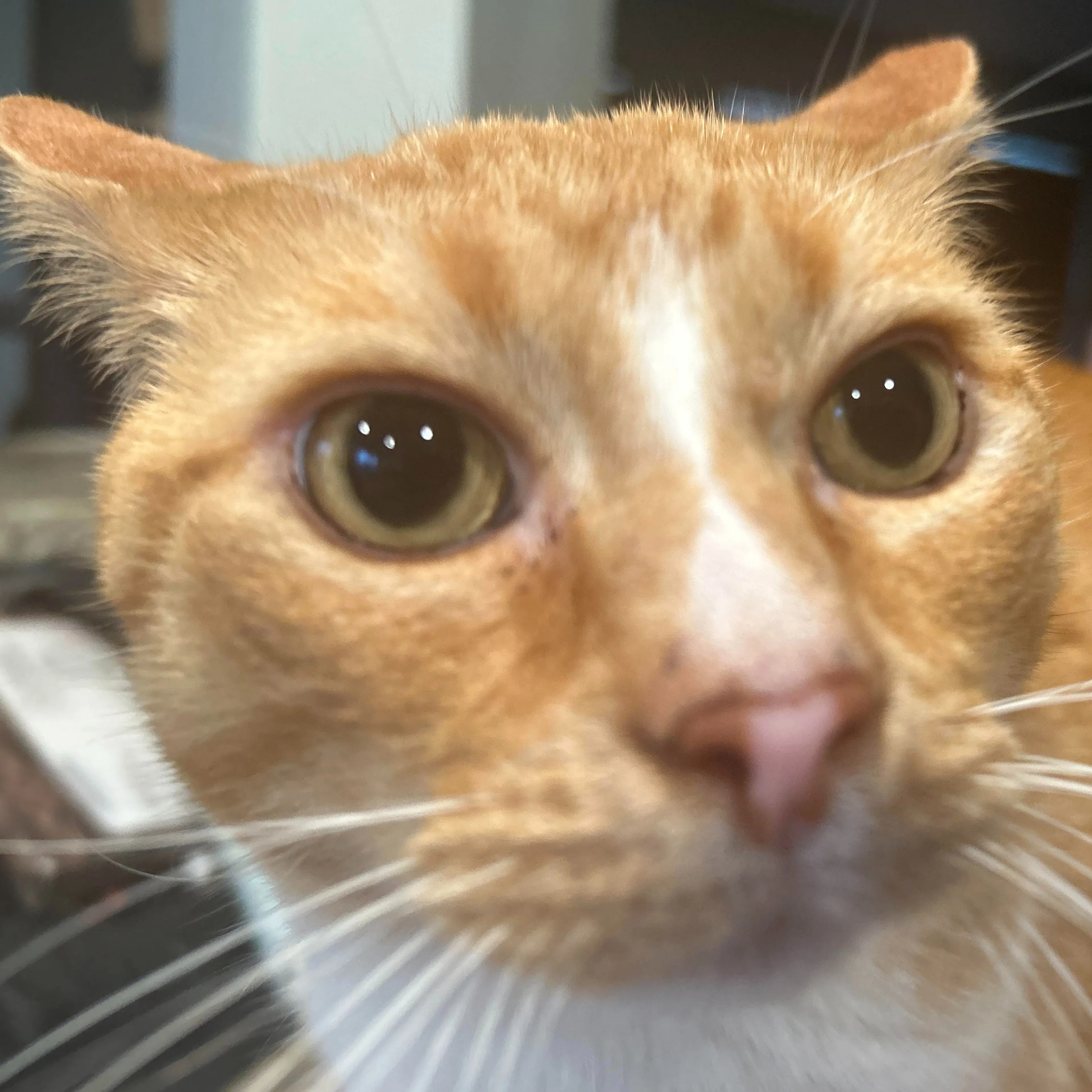 Lost pet-2