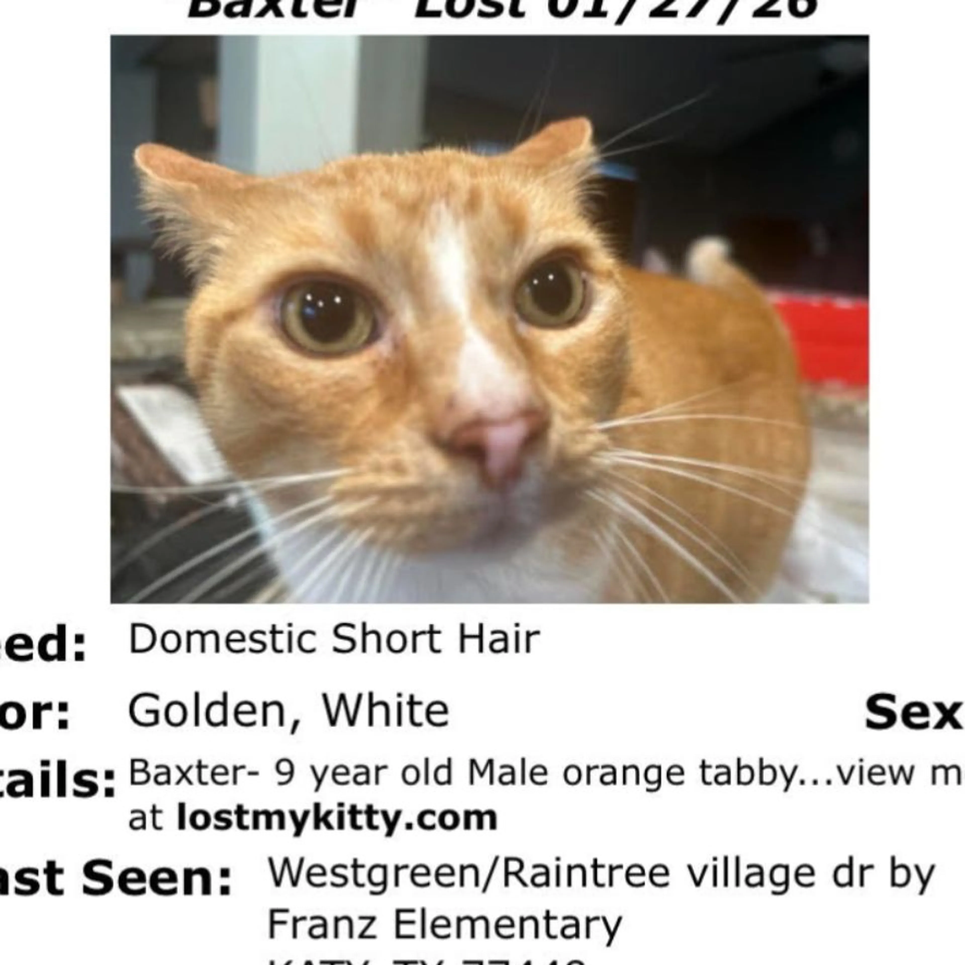 Lost pet-0