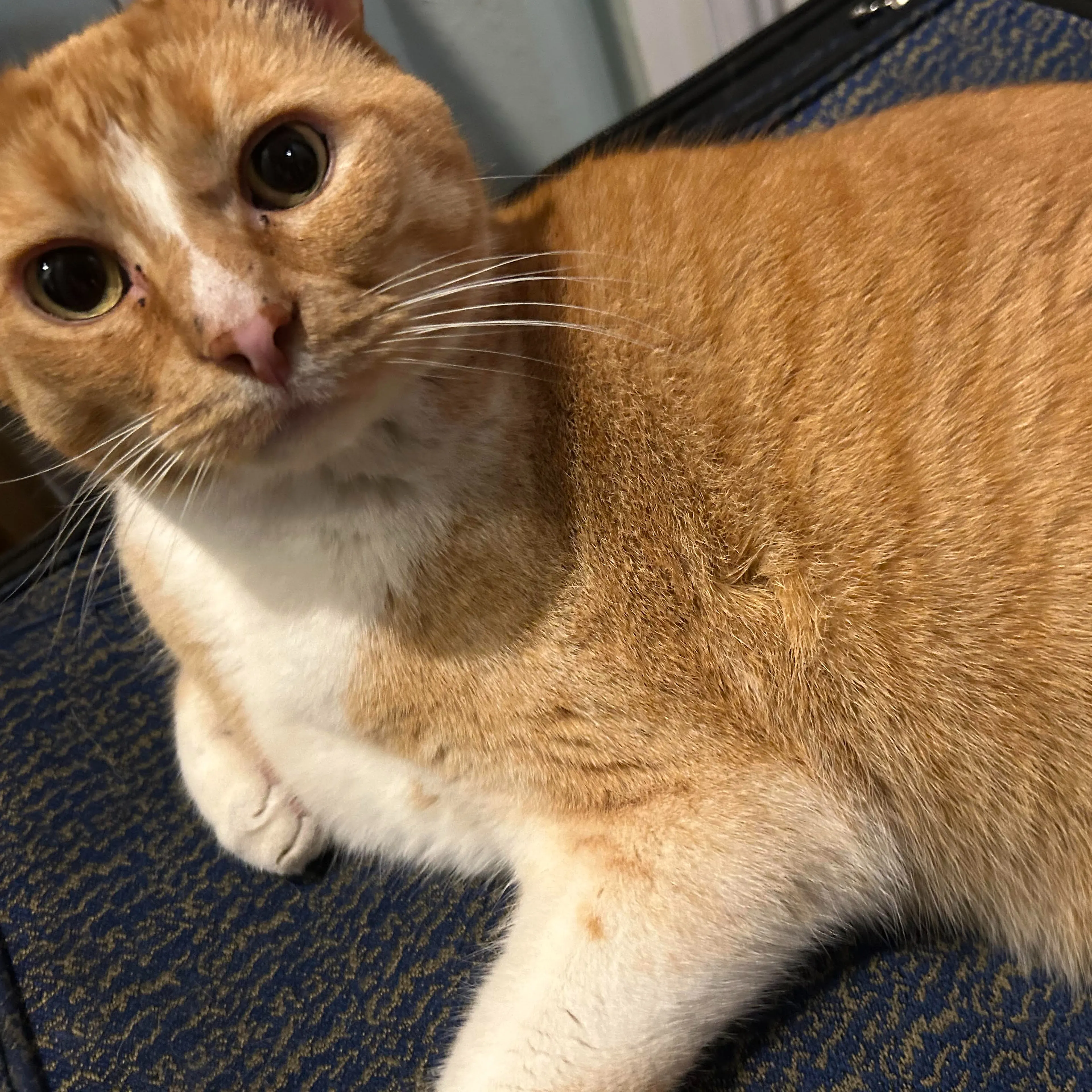 Lost pet-3