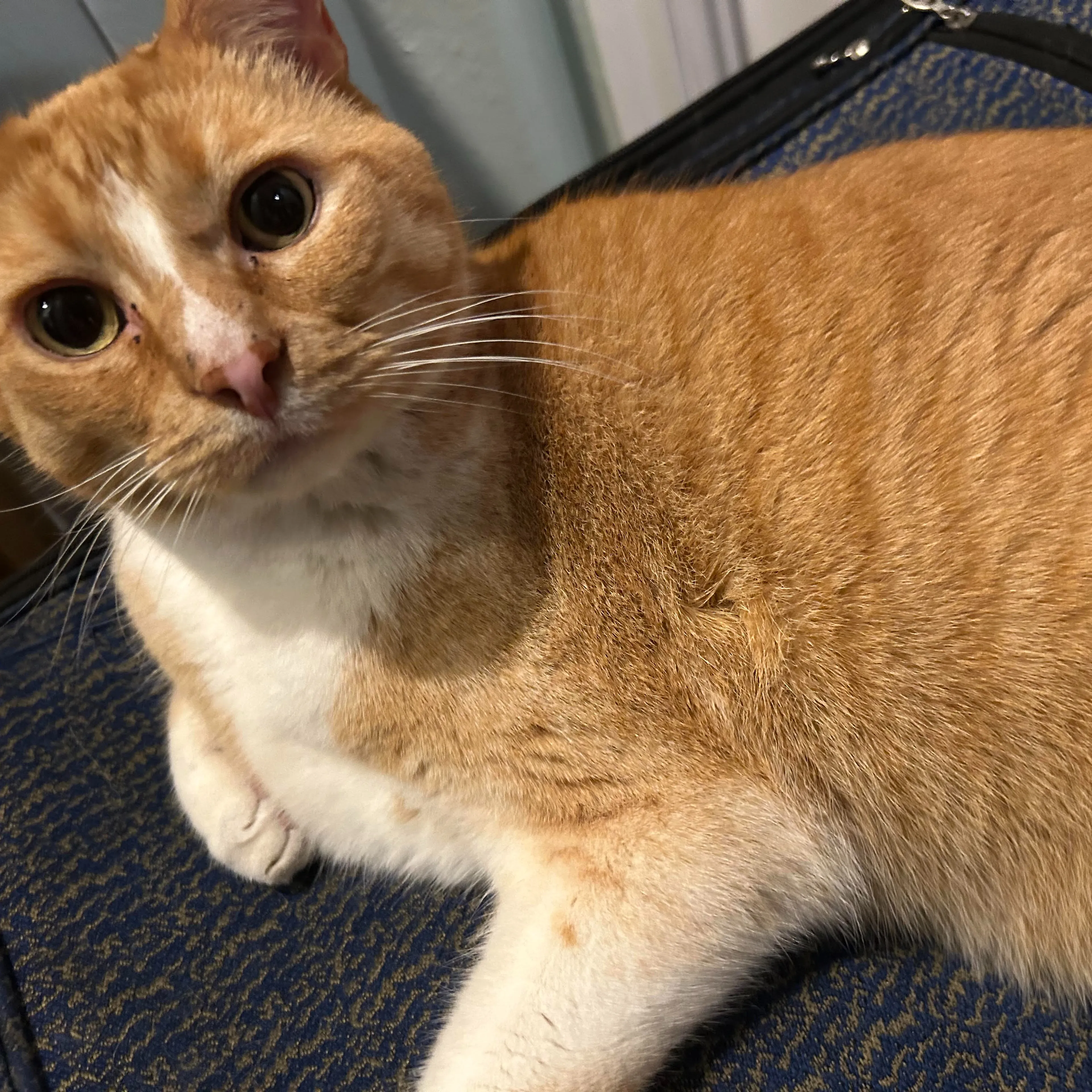 Lost pet-1