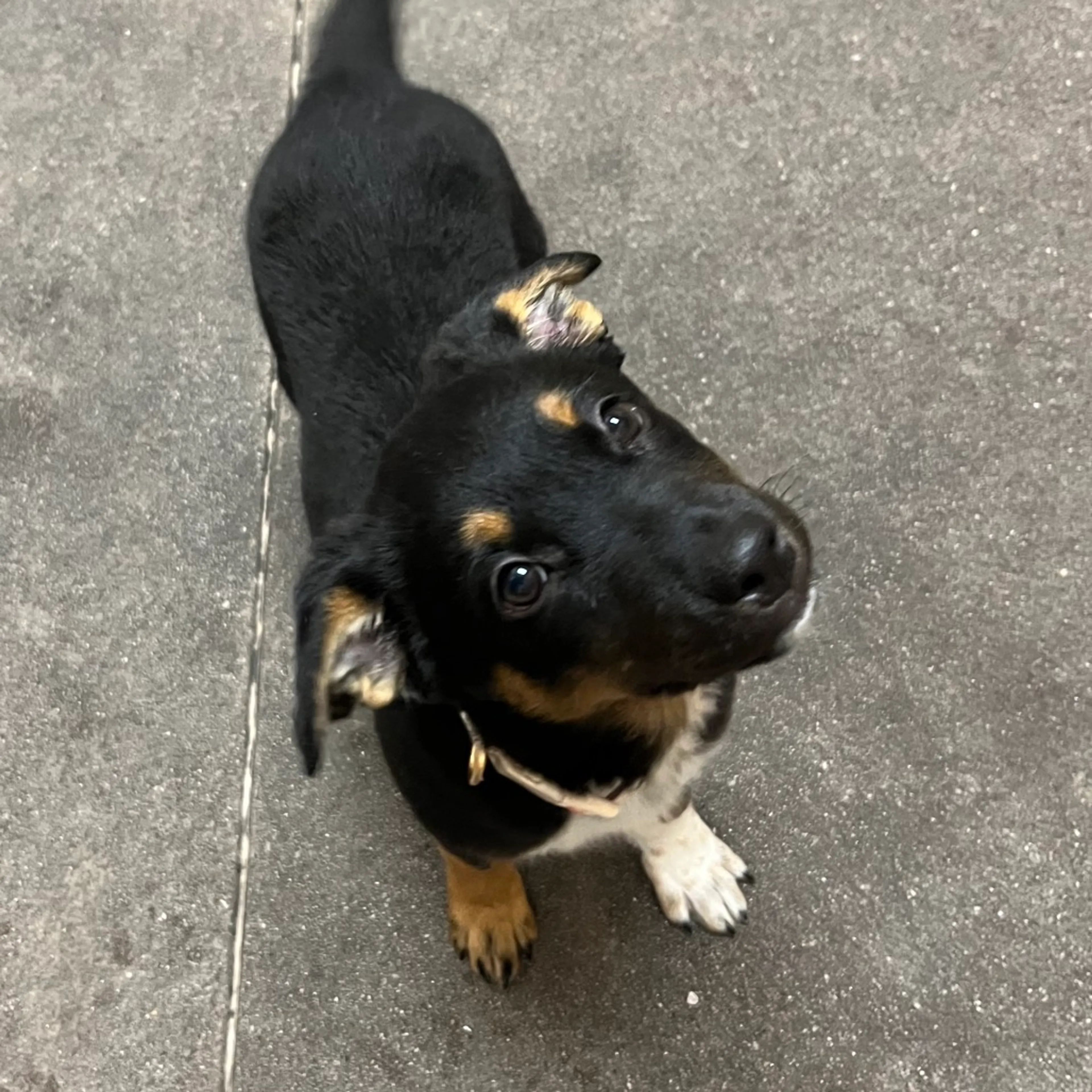 Found pet-4