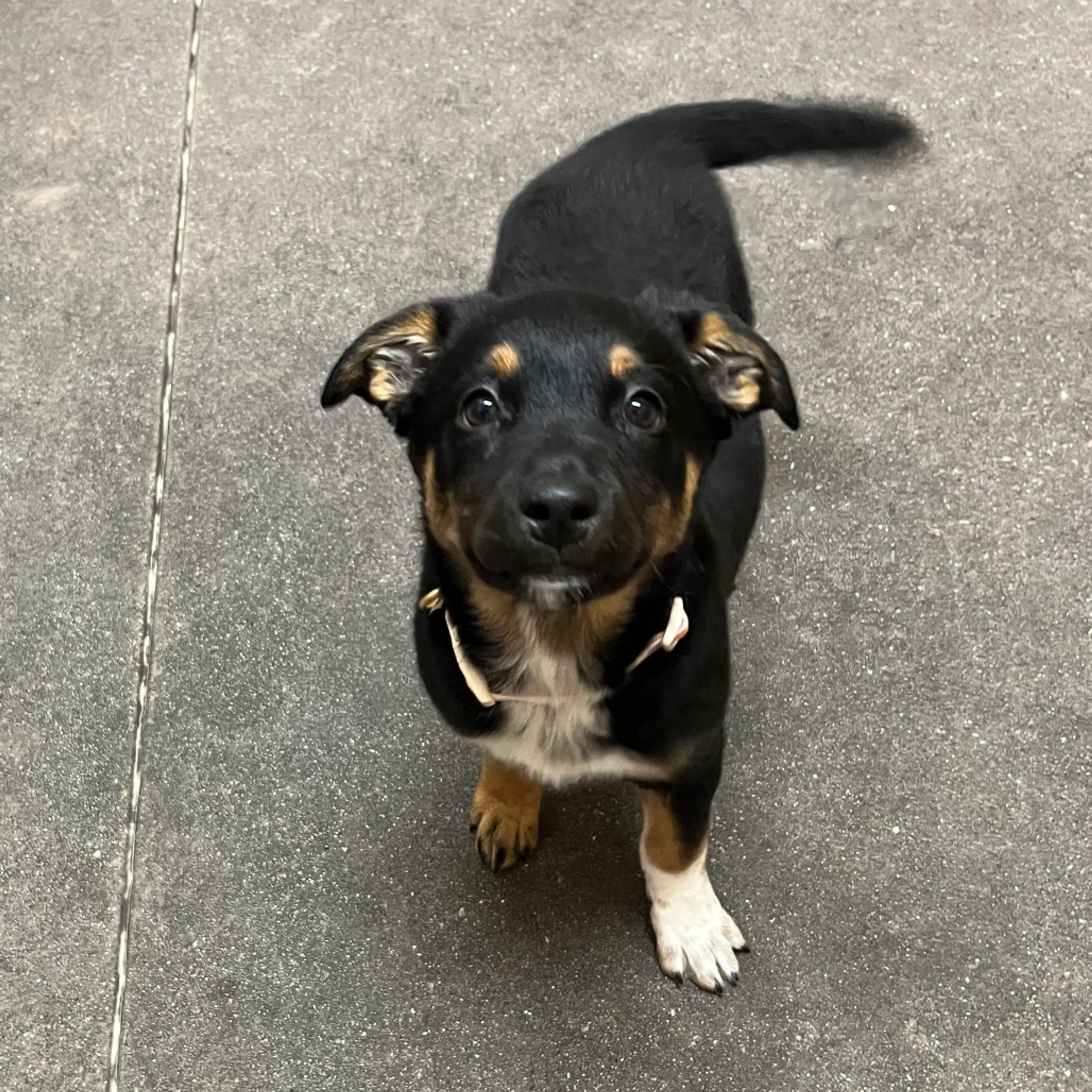 Found pet-5