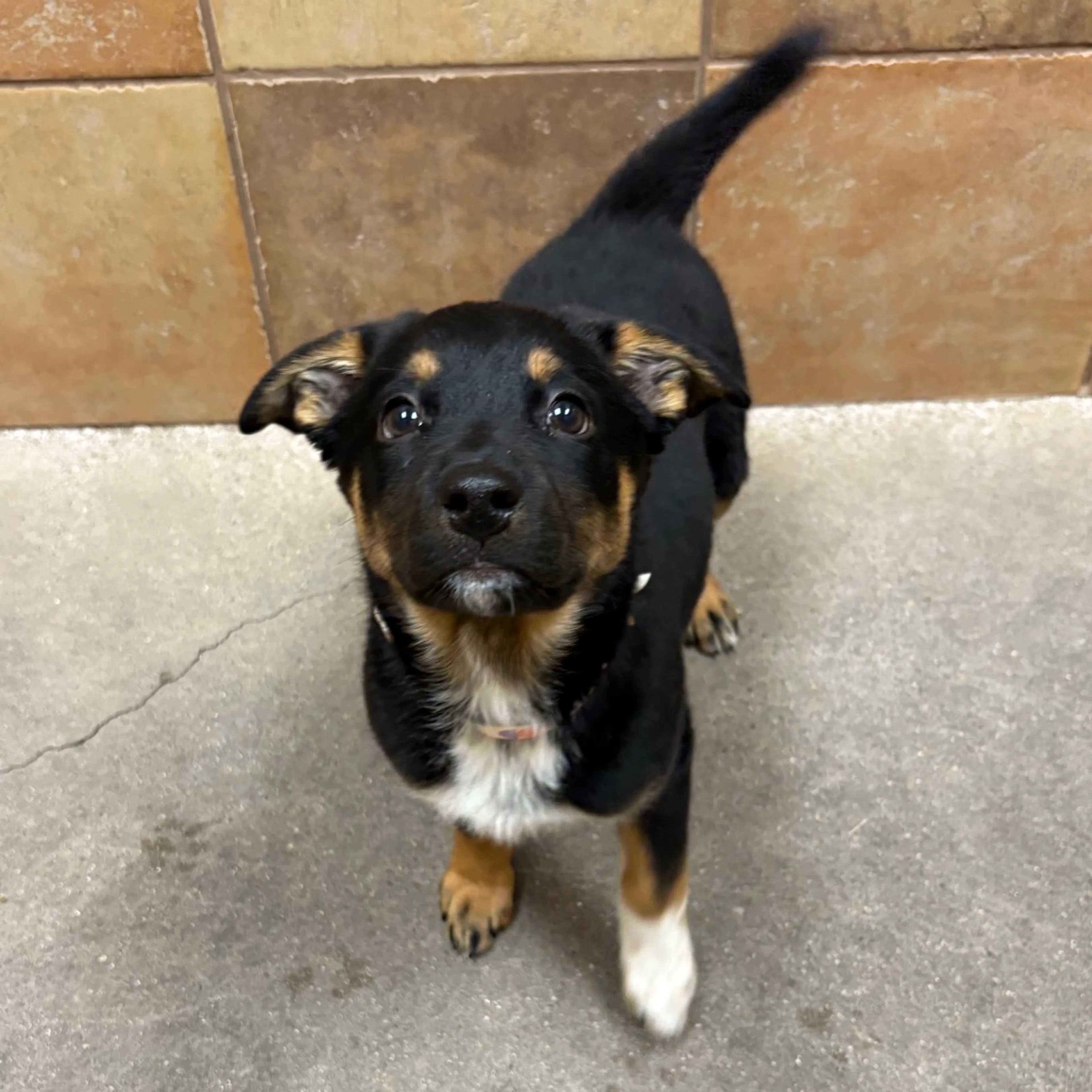 Found pet-2