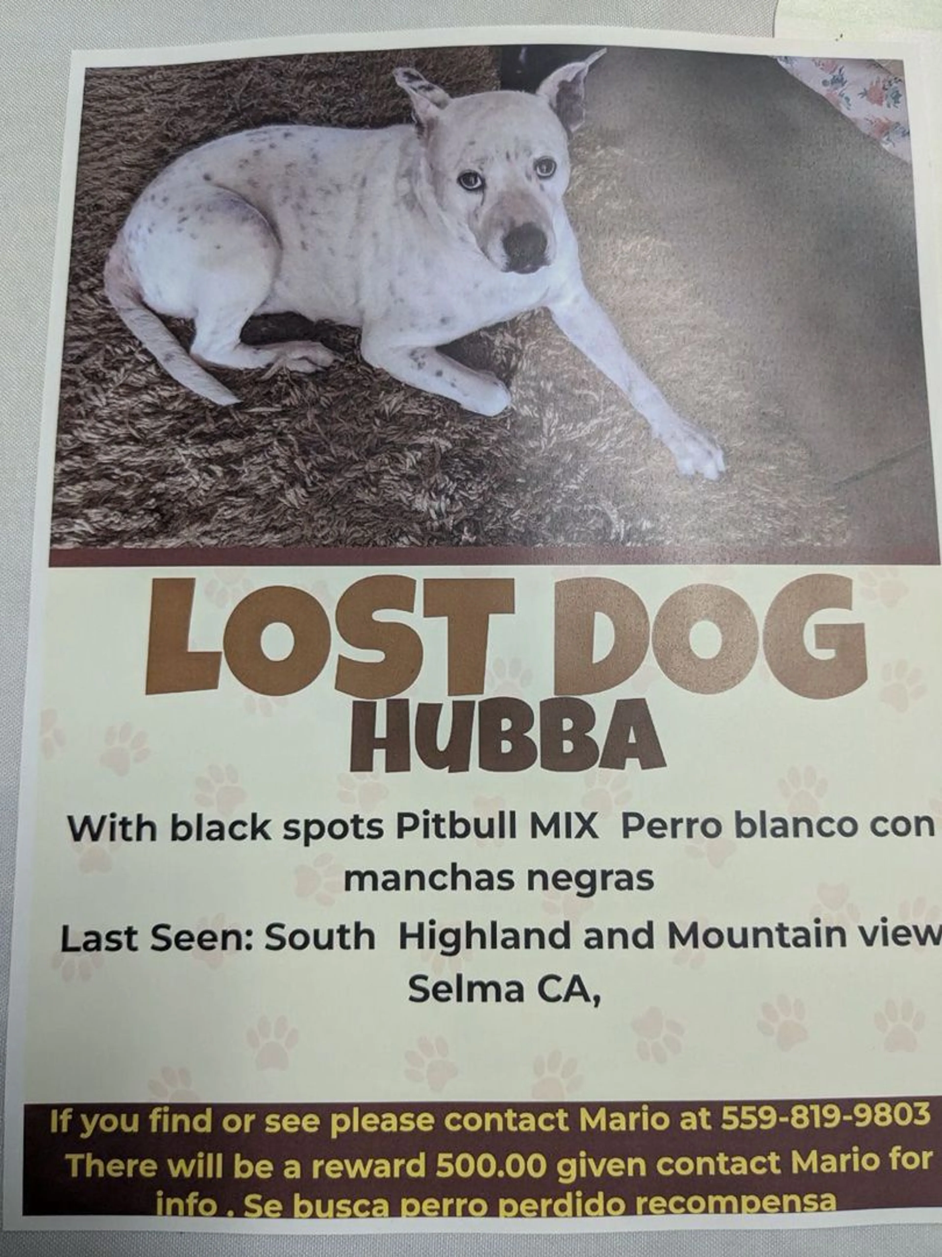 Lost pet