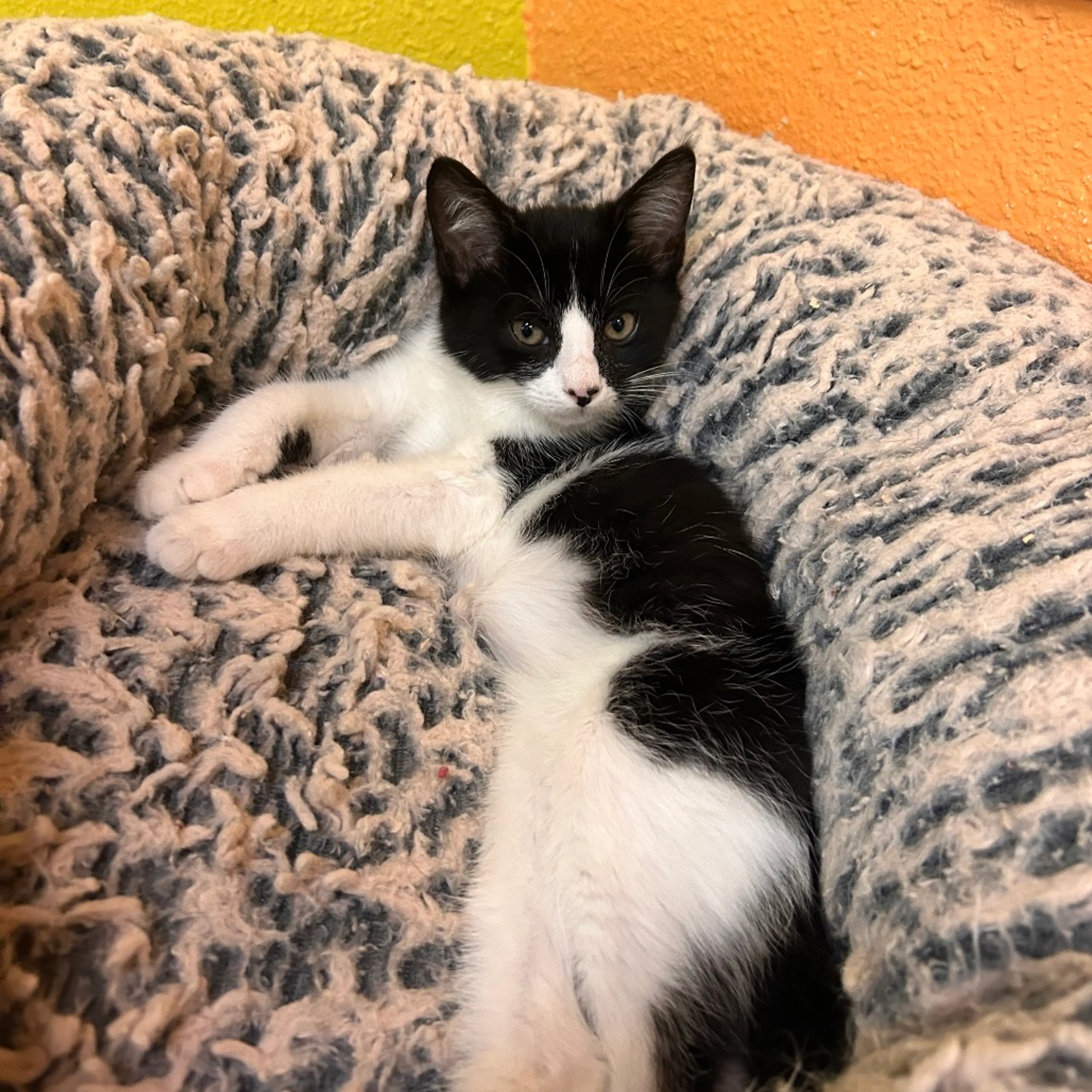 Found pet-1