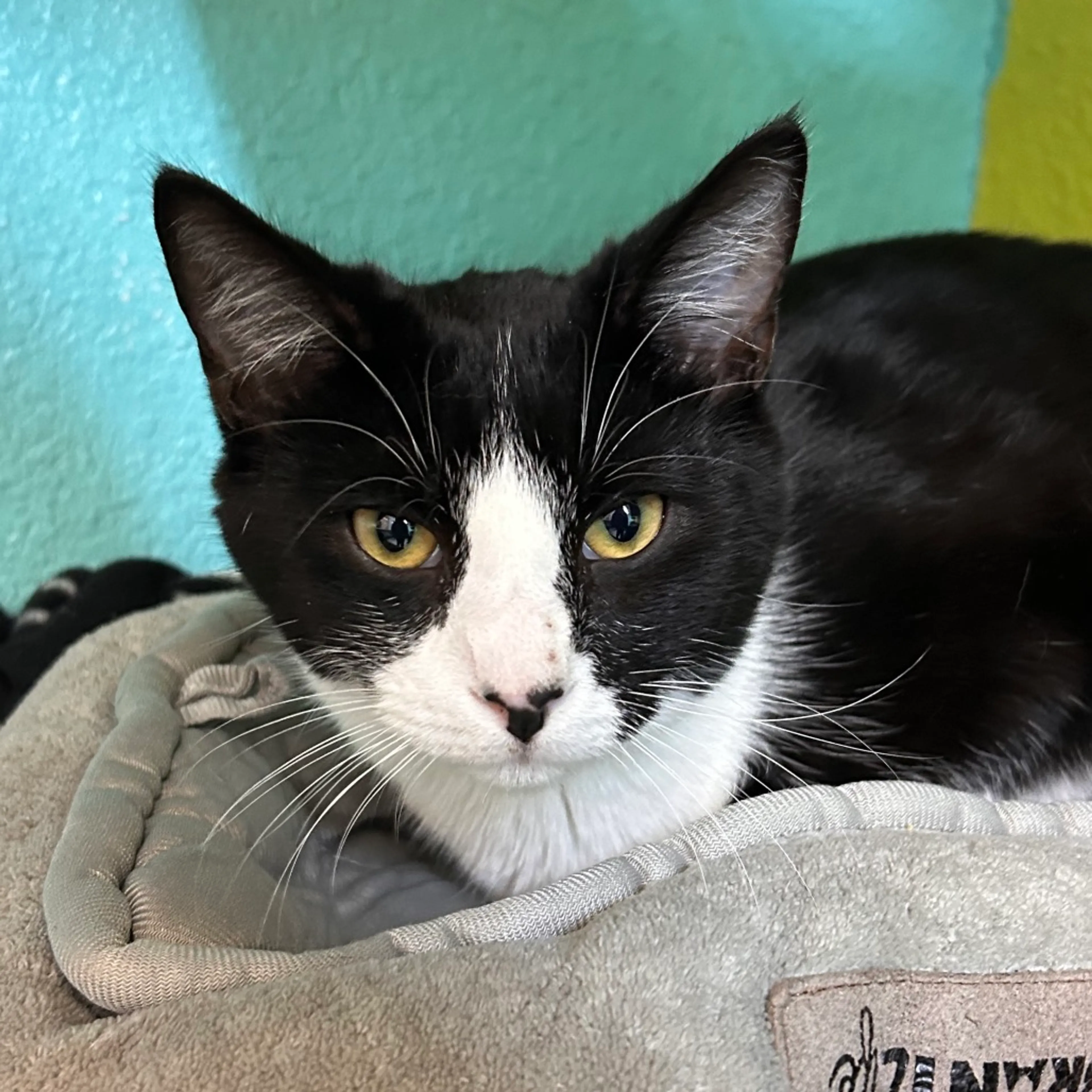 Found pet-2