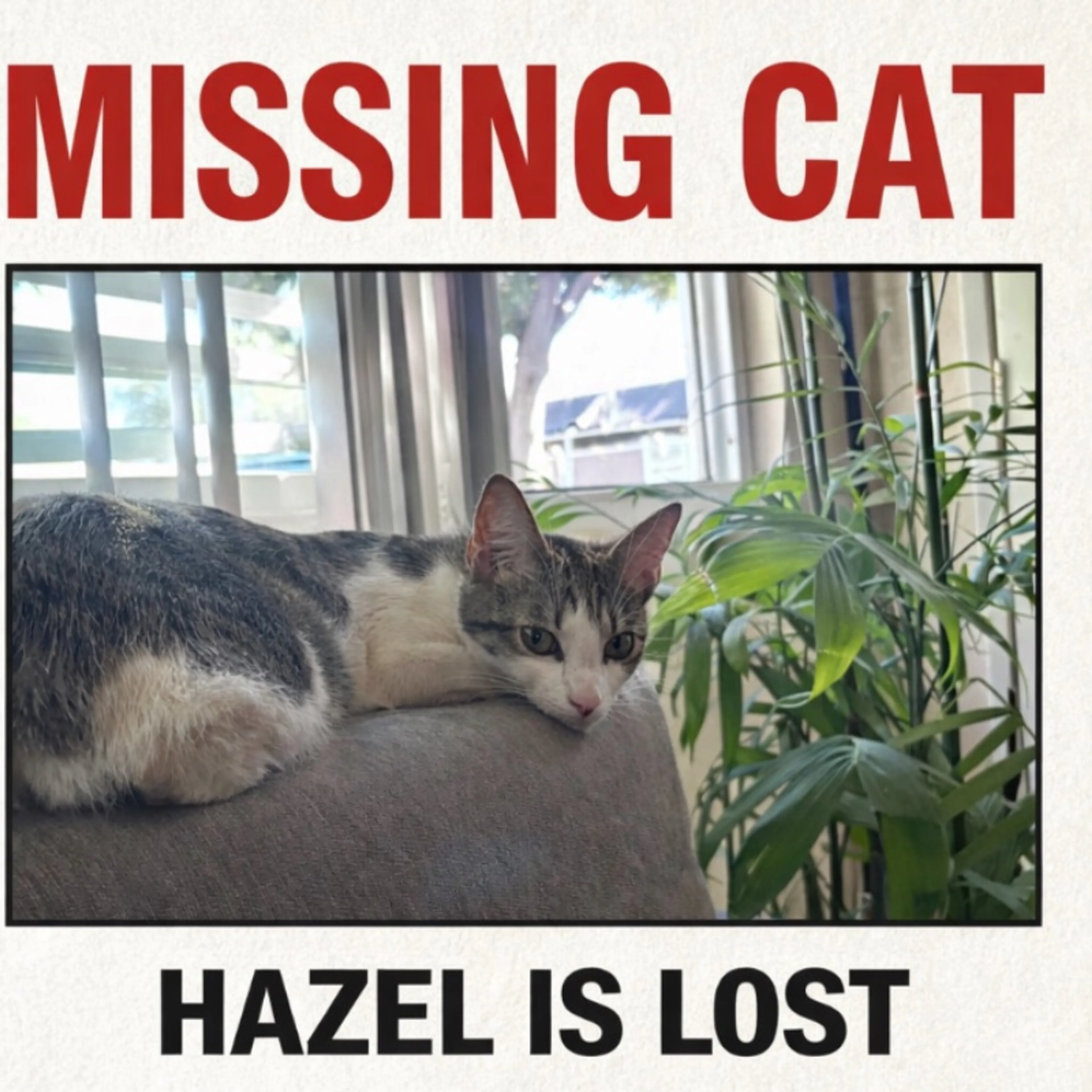 Lost pet
