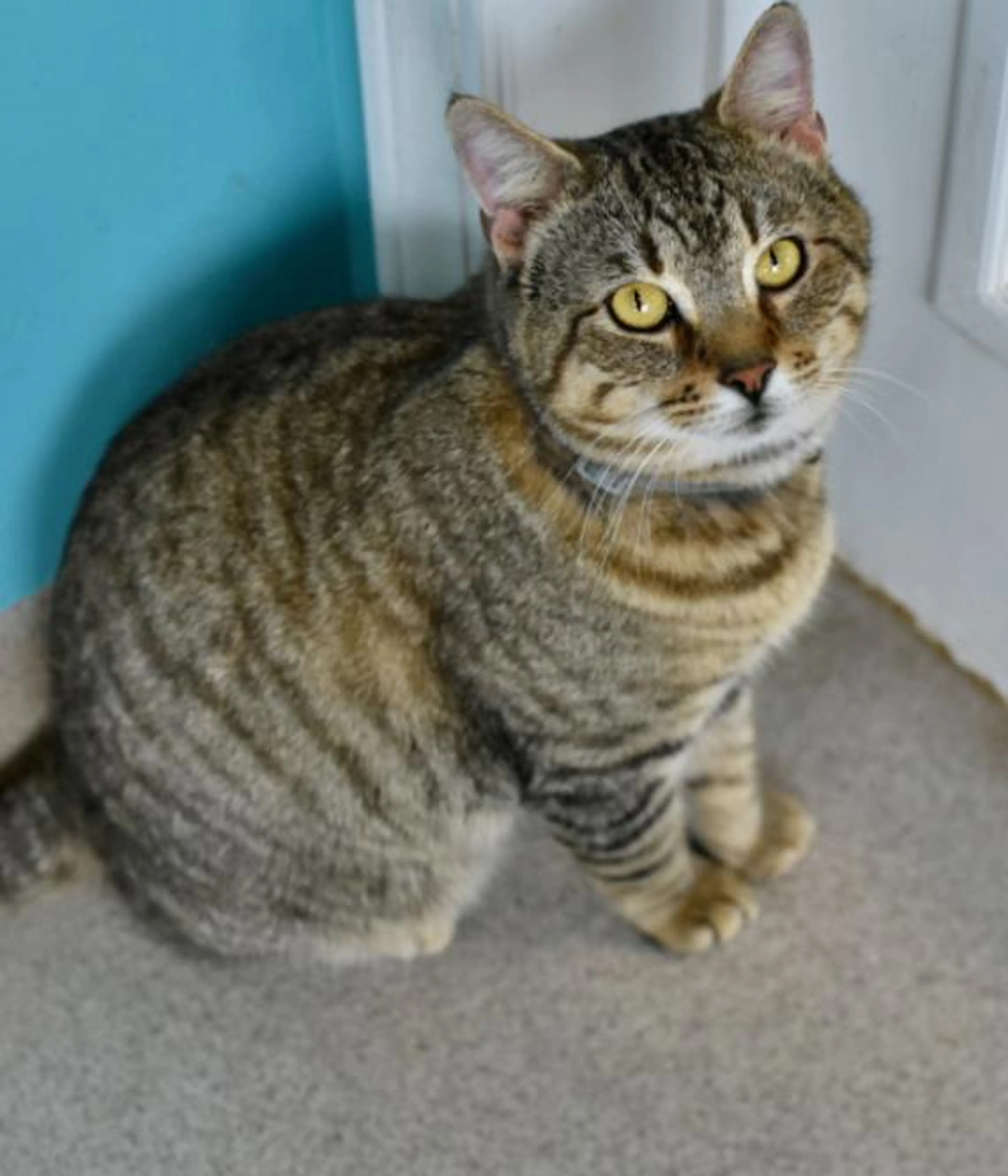 Found pet-2
