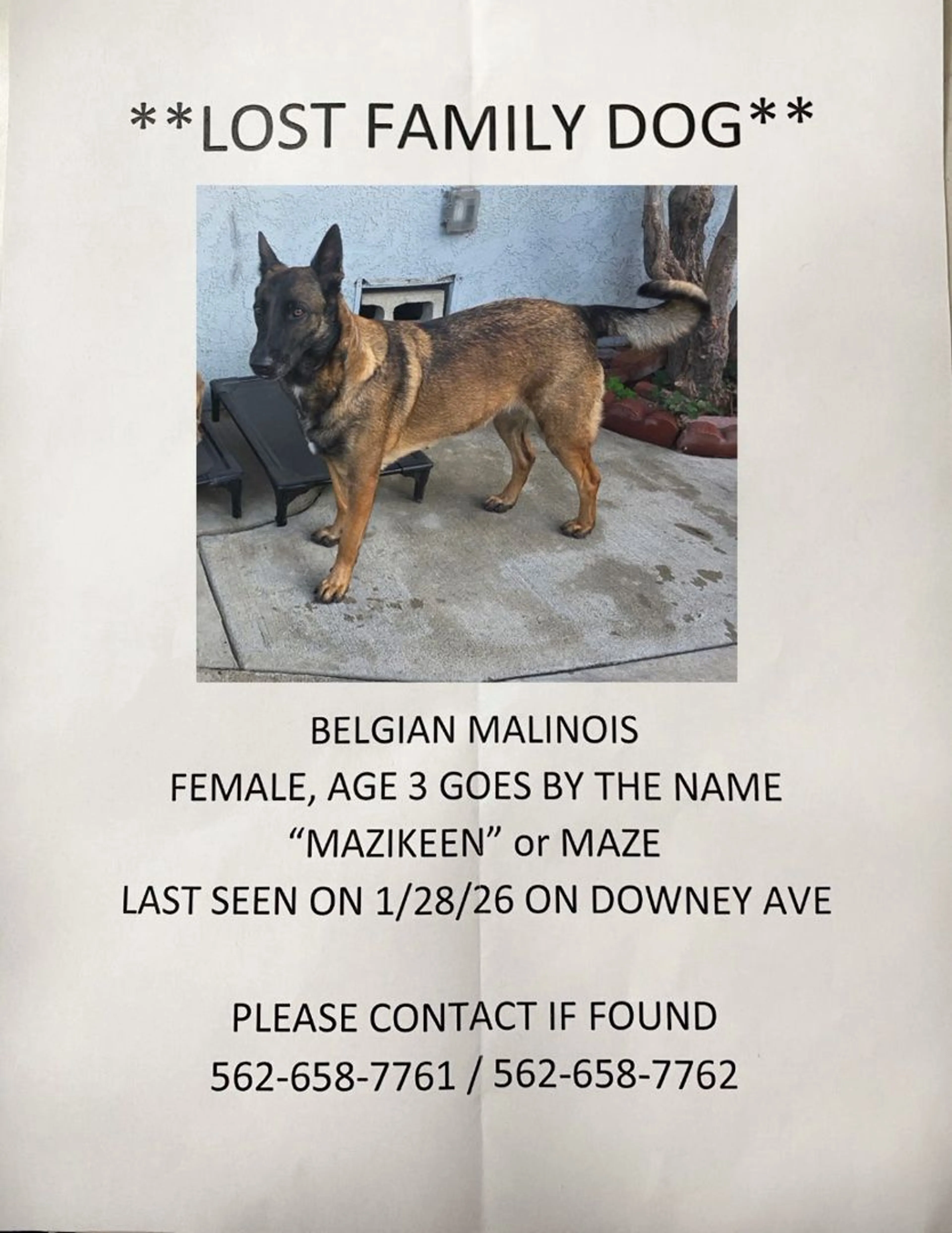 Lost pet