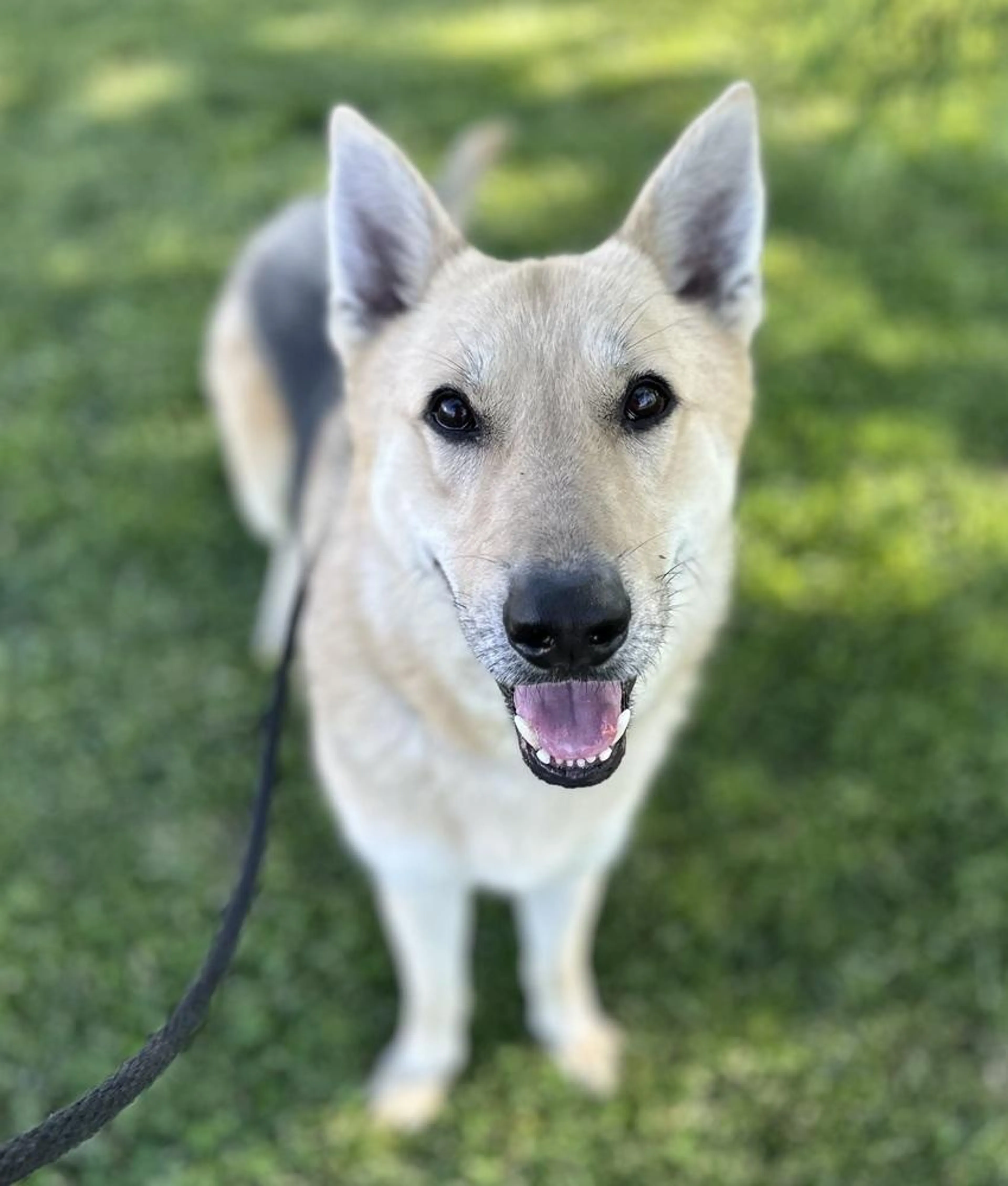 Found pet-1