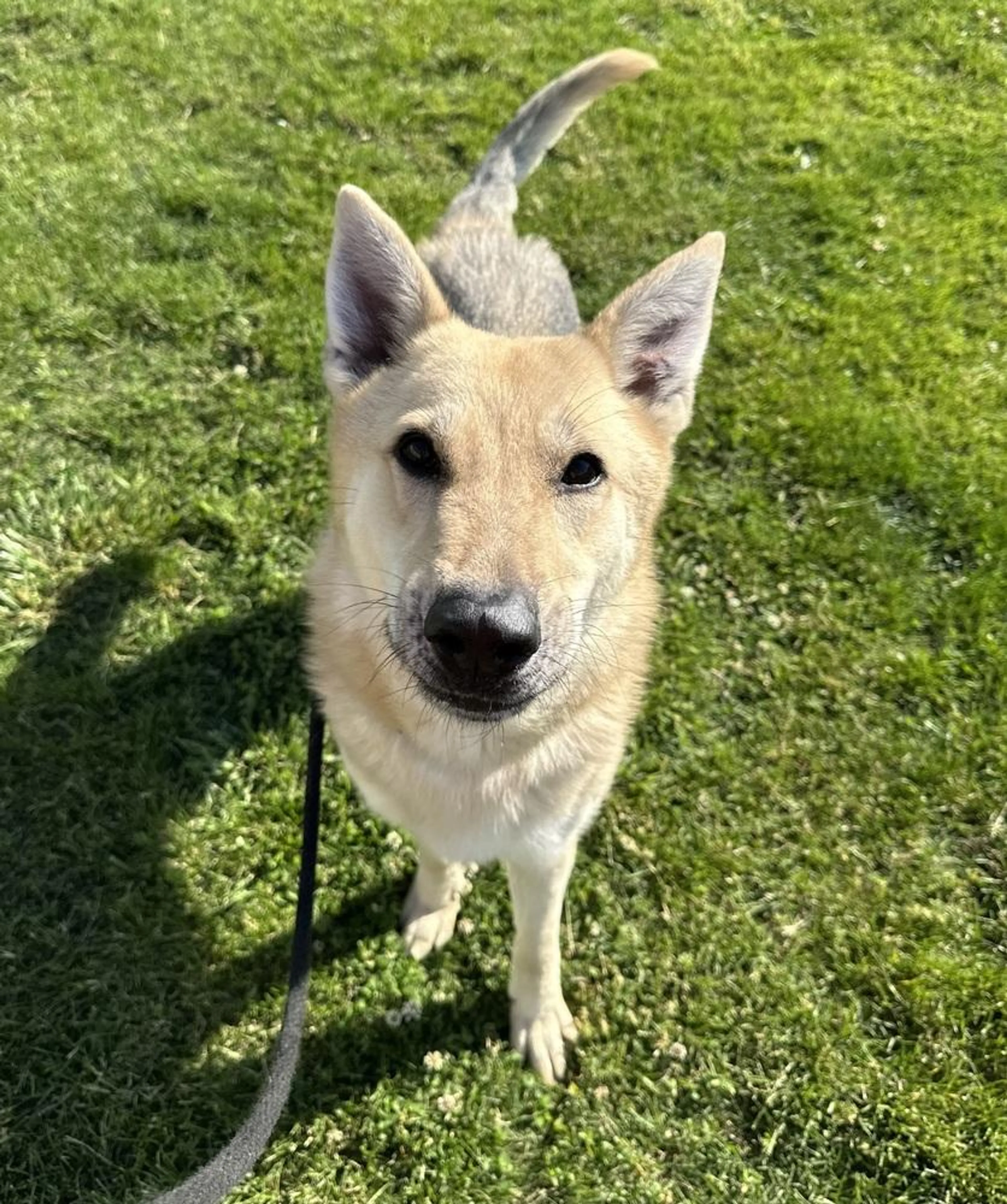 Found pet-4