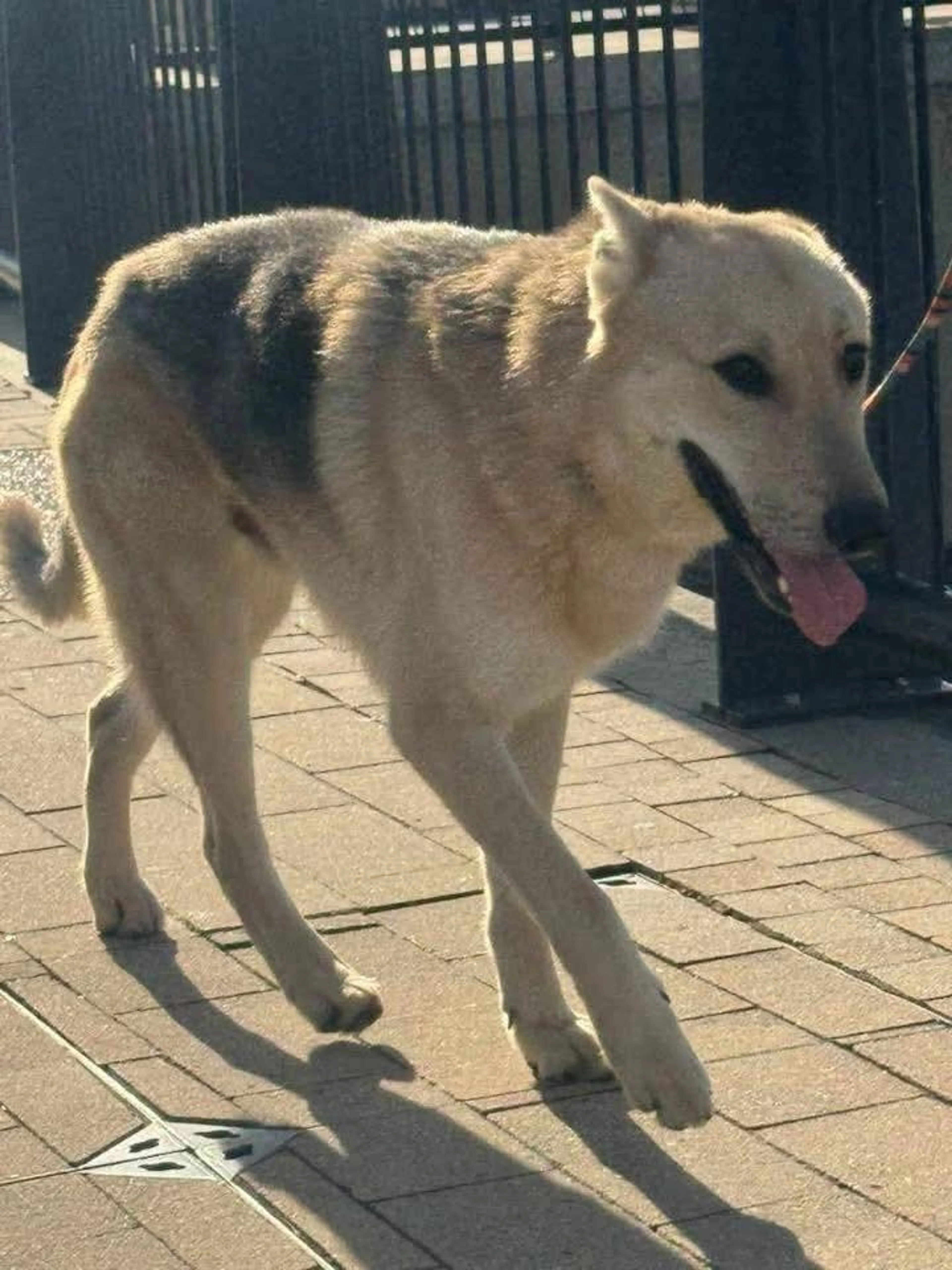 Found pet-5