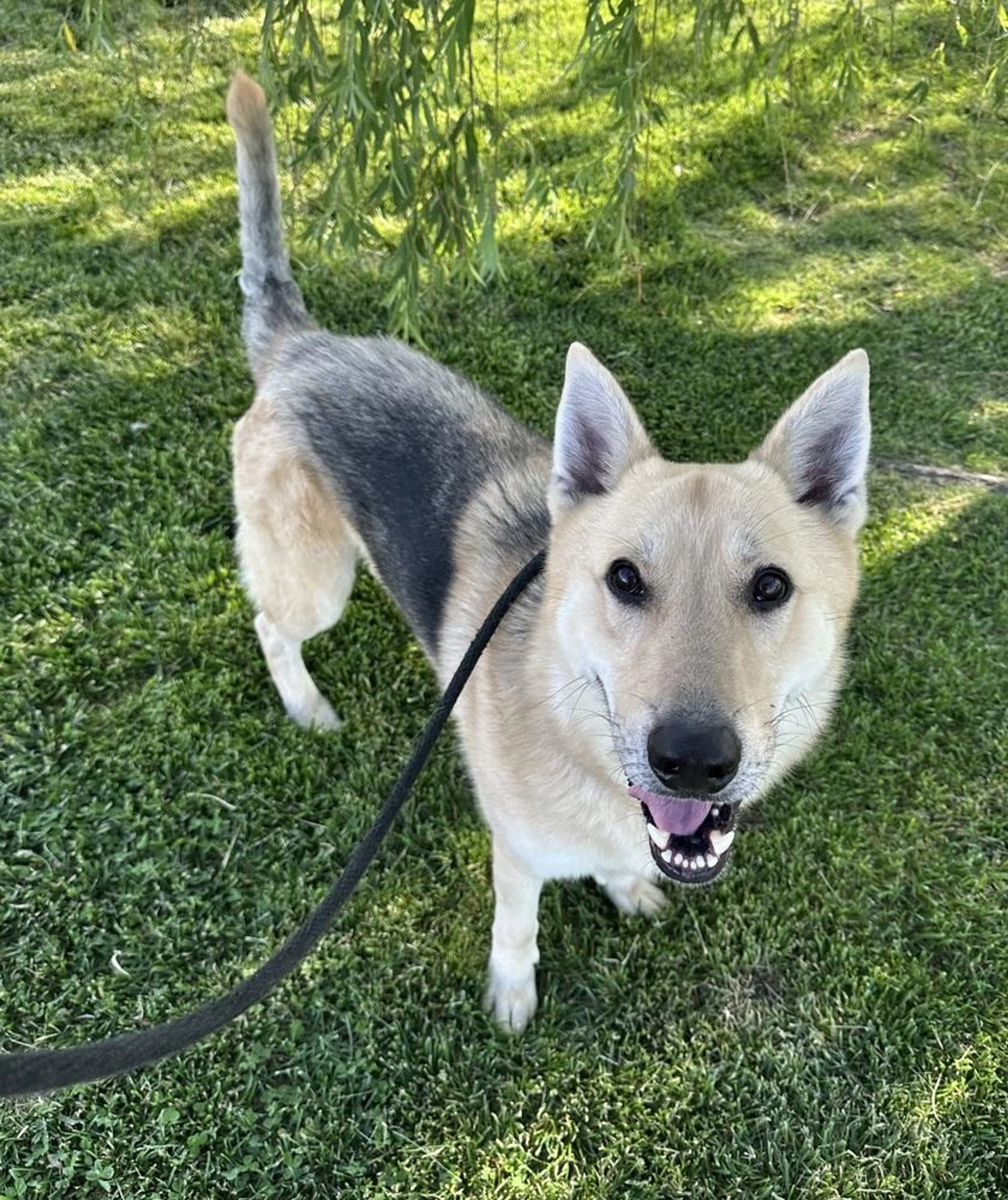 Found pet-3
