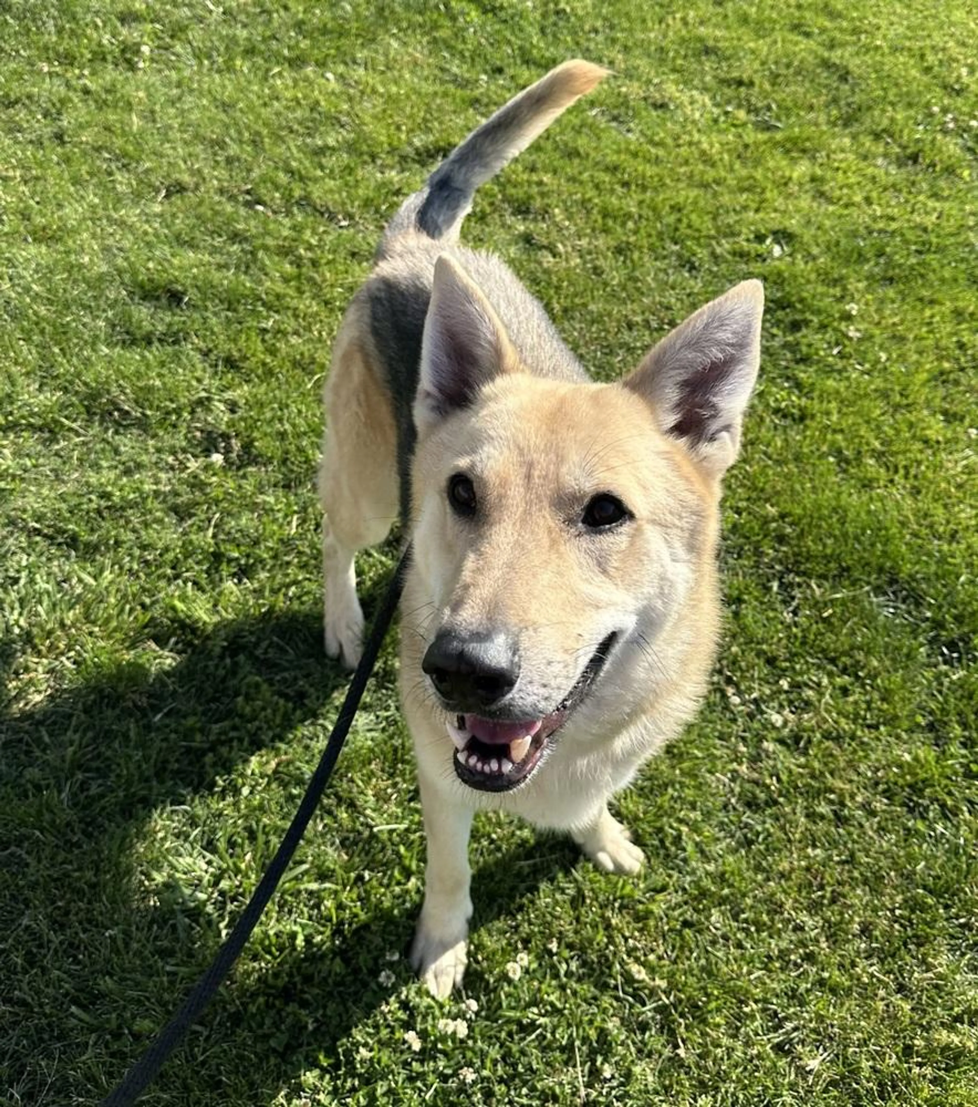 Found pet-2