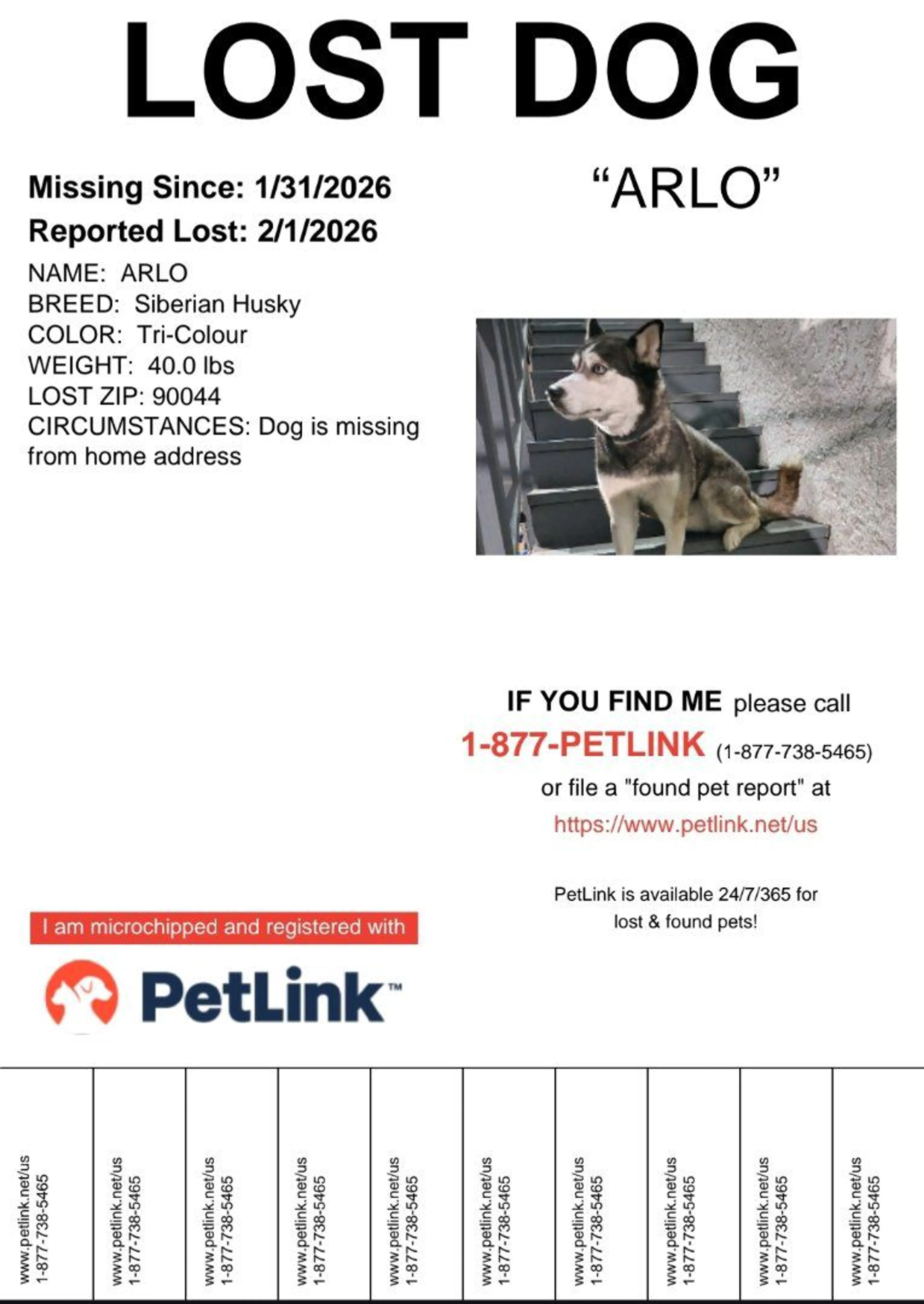 Lost pet-1