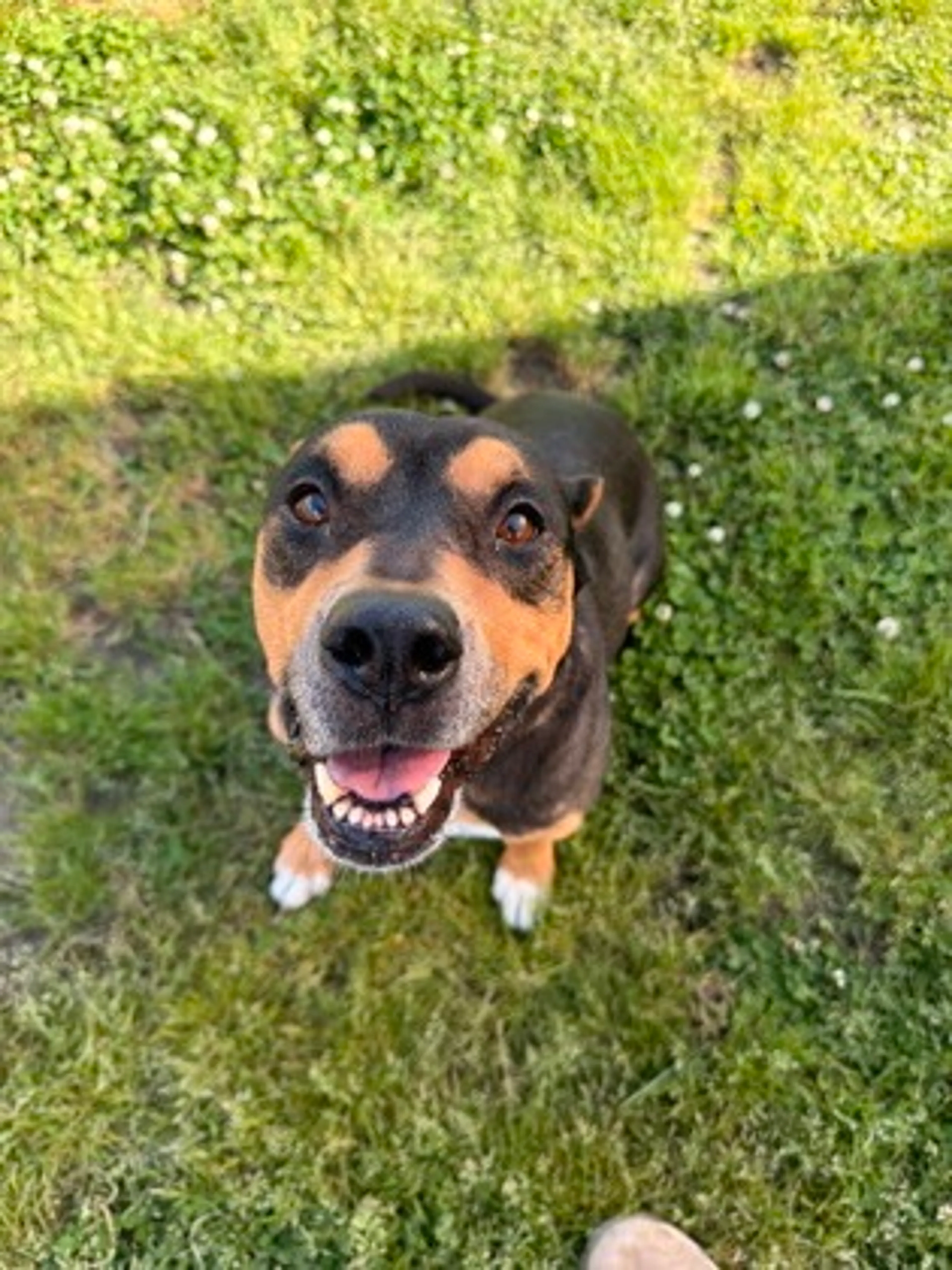 Found pet