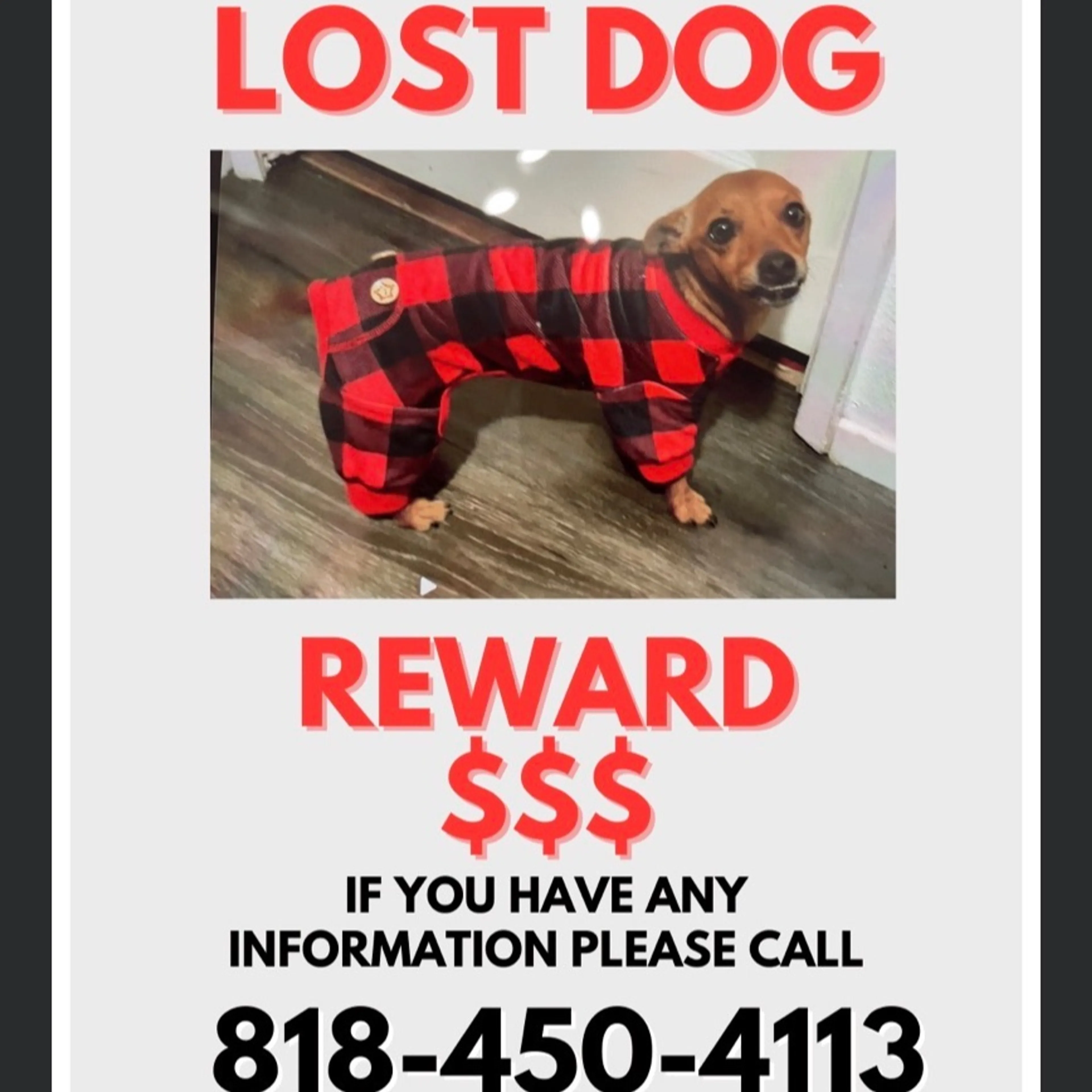 Lost pet
