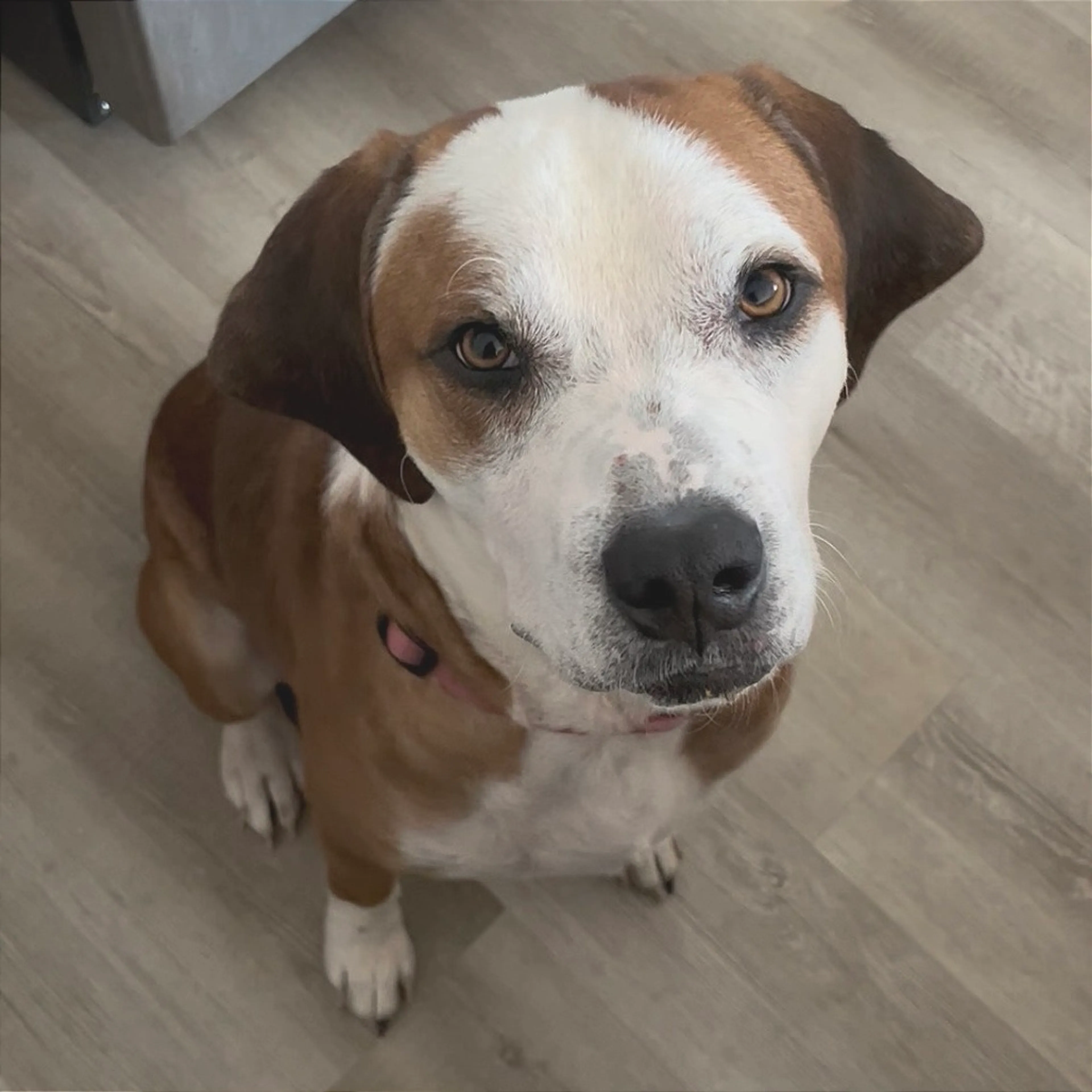 Found pet-10
