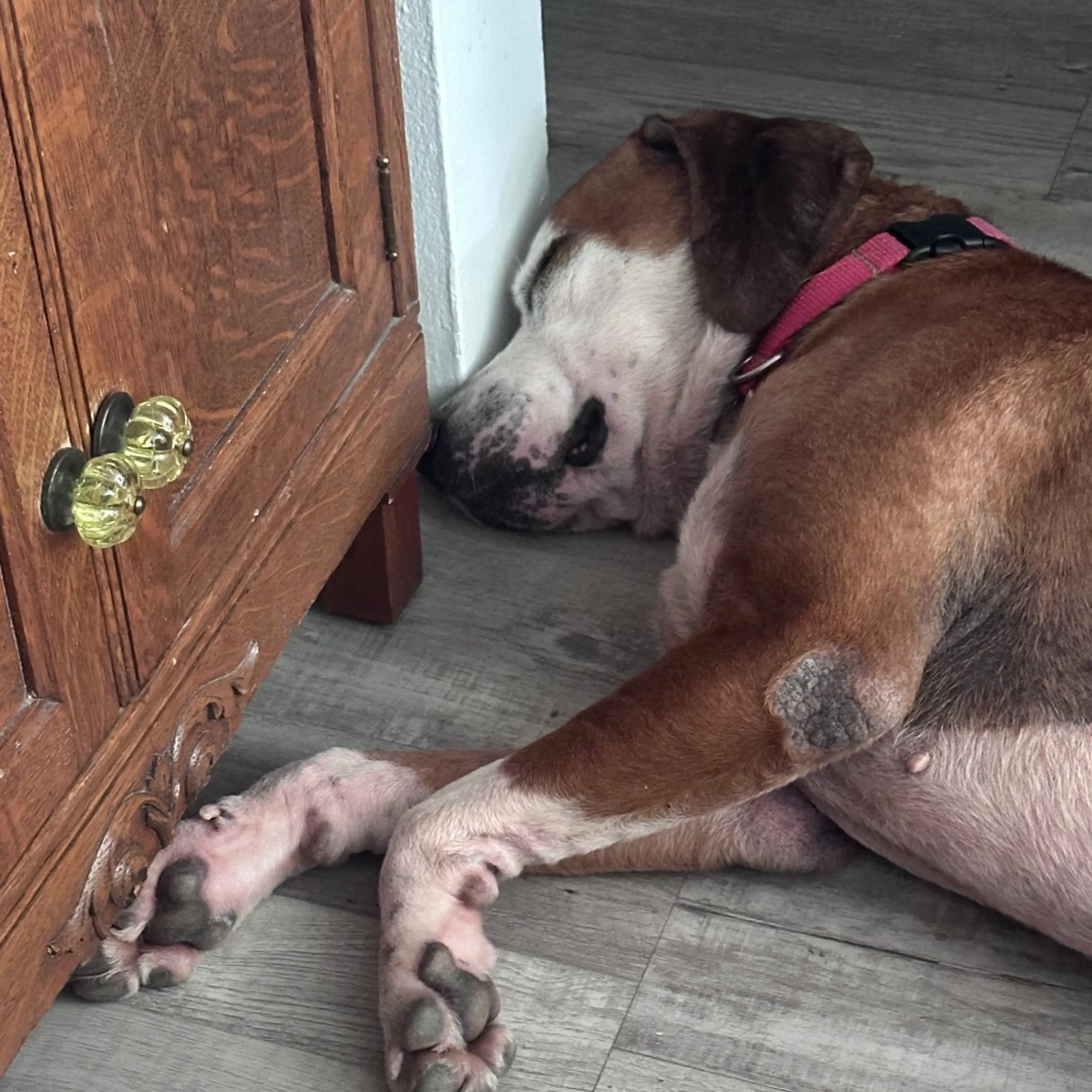Found pet-5