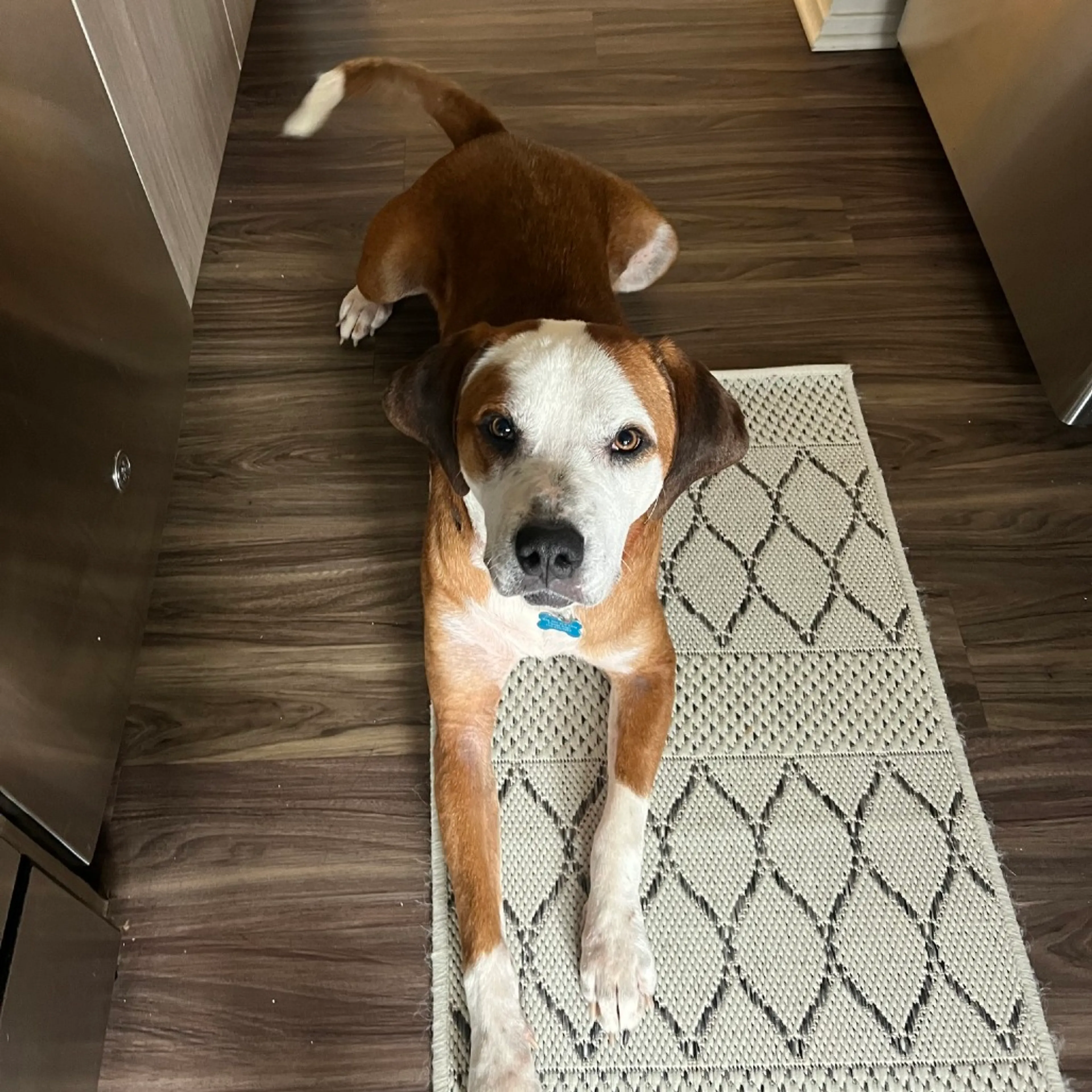 Found pet-7