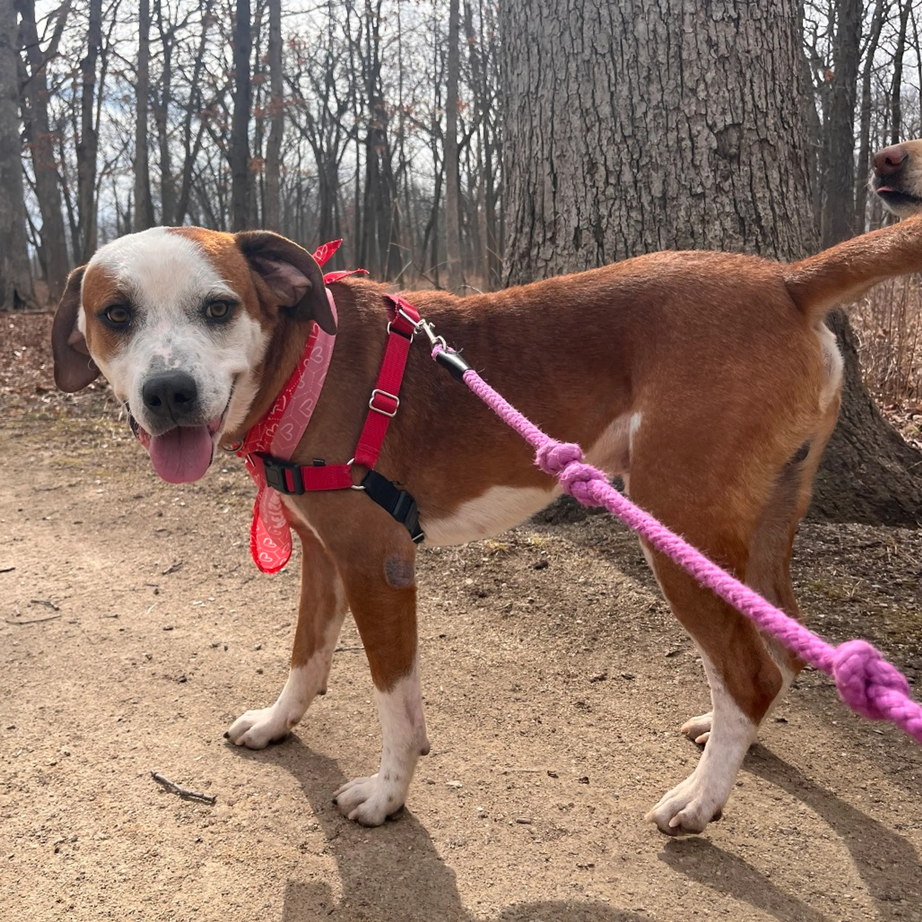 Found pet-11