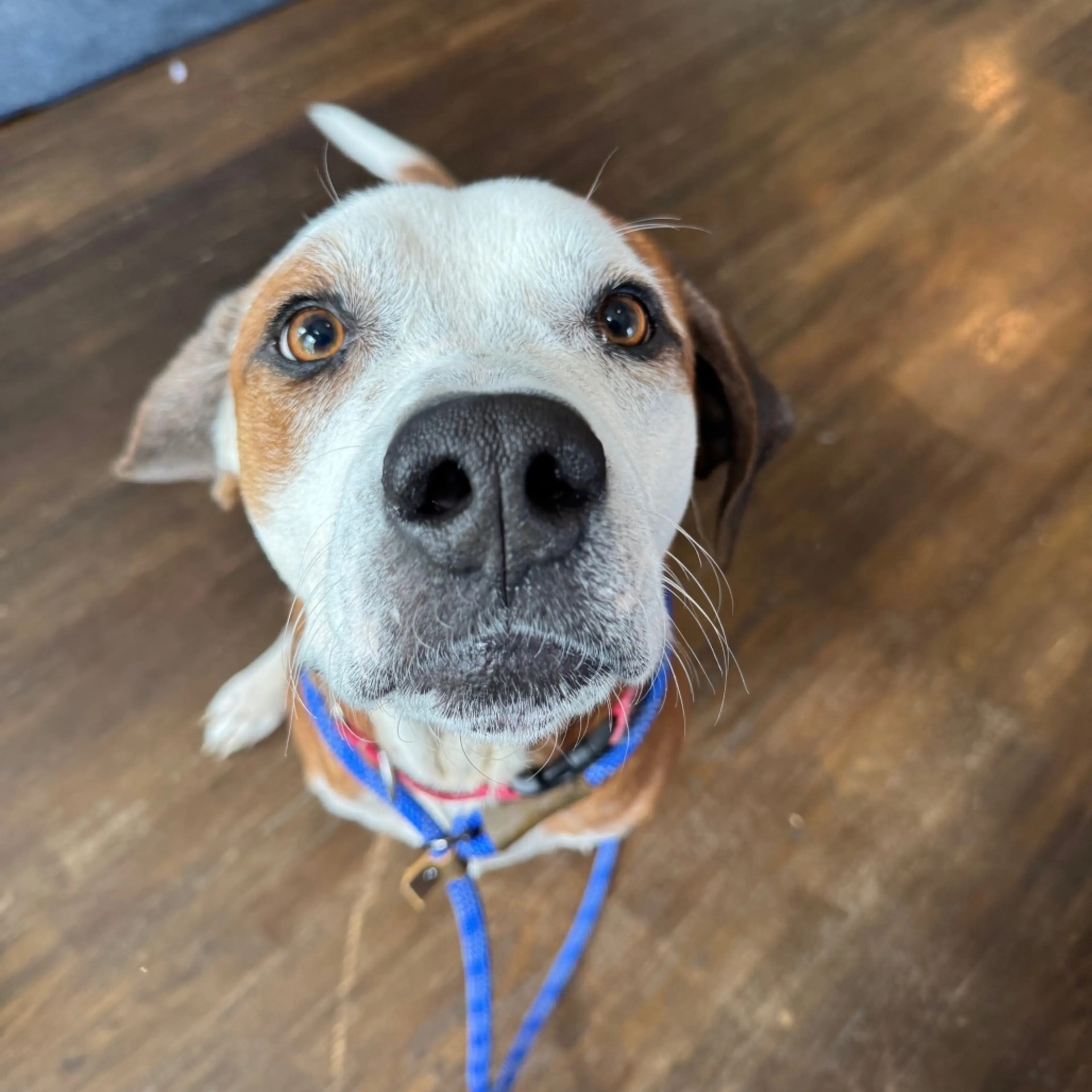 Found pet-14