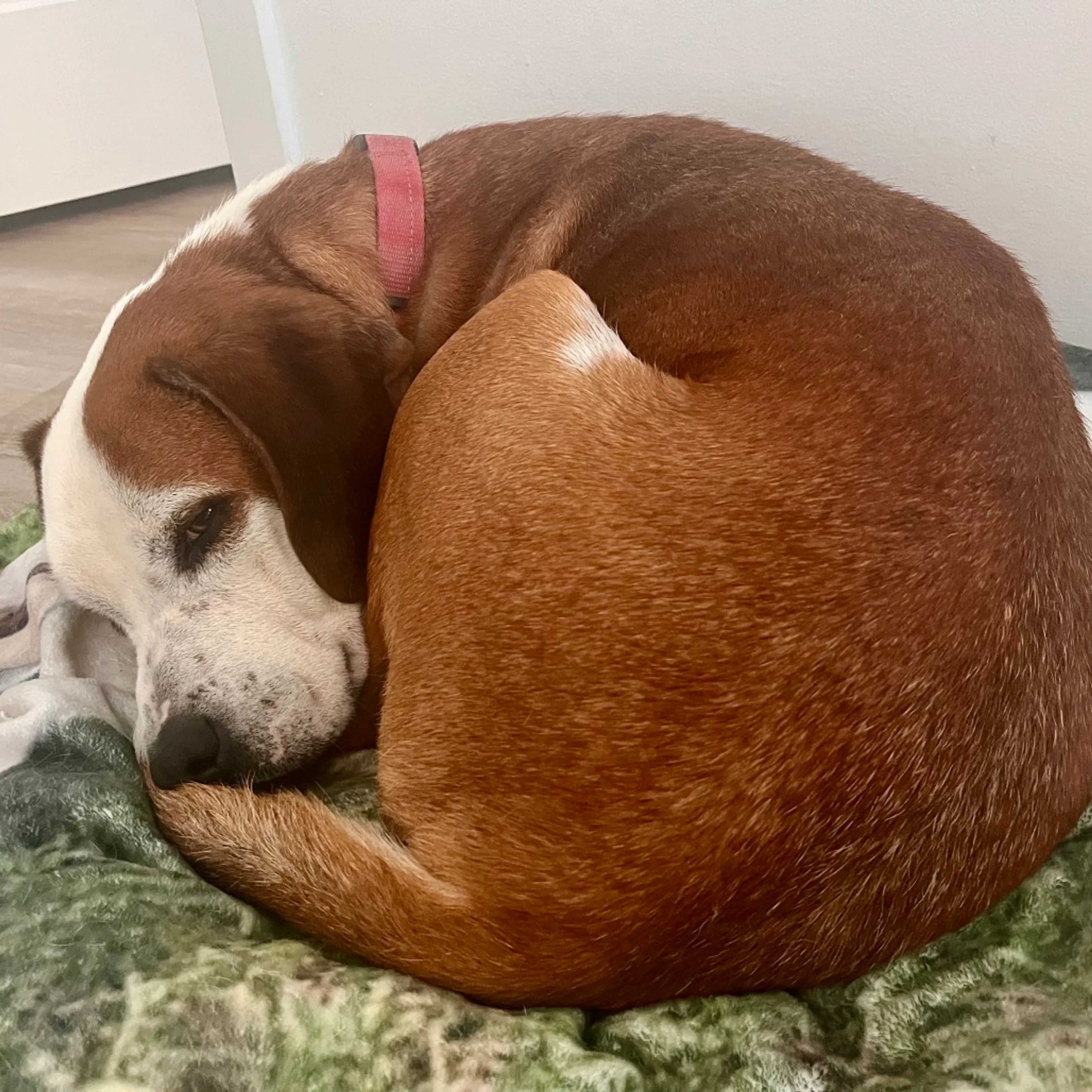 Found pet-17
