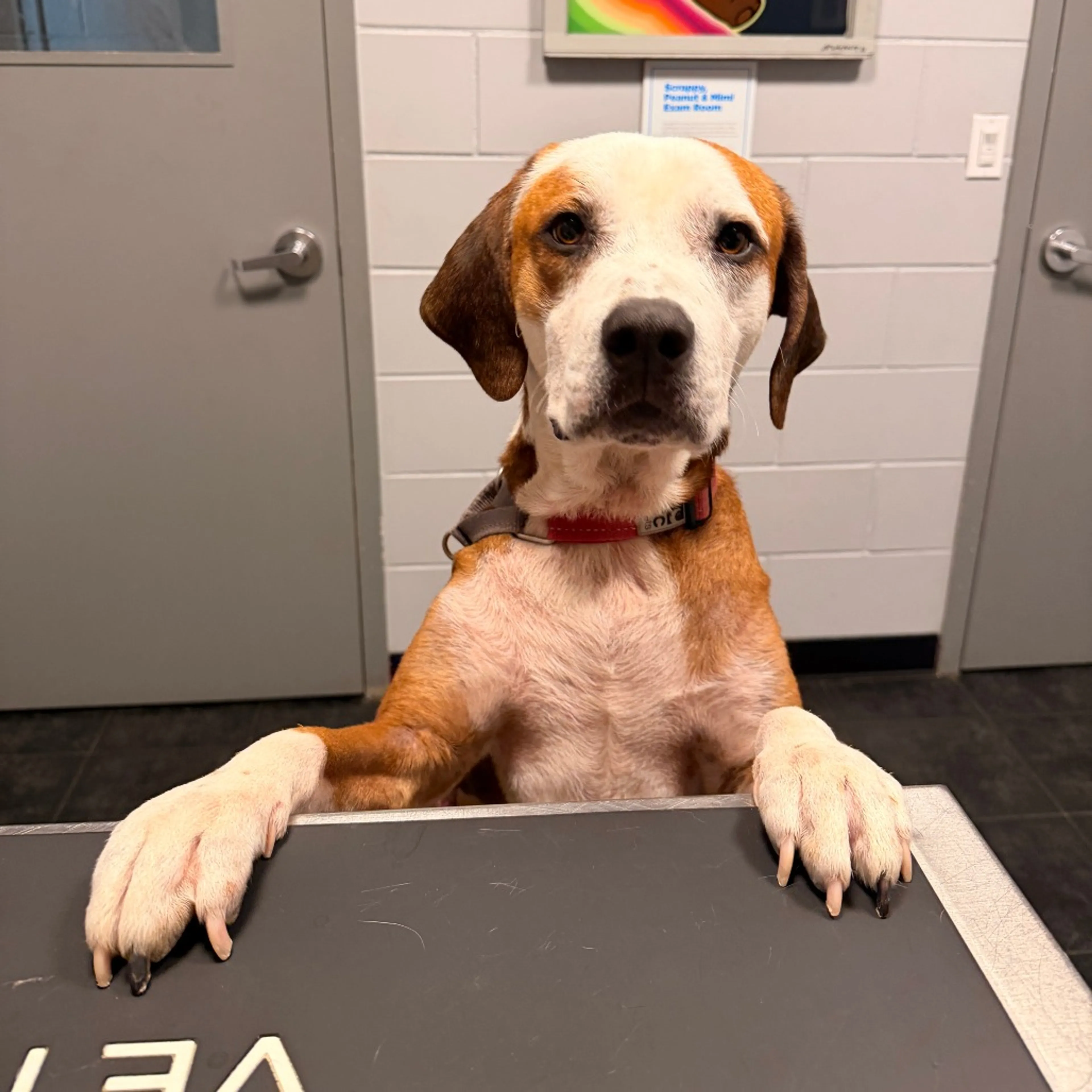 Found pet-8