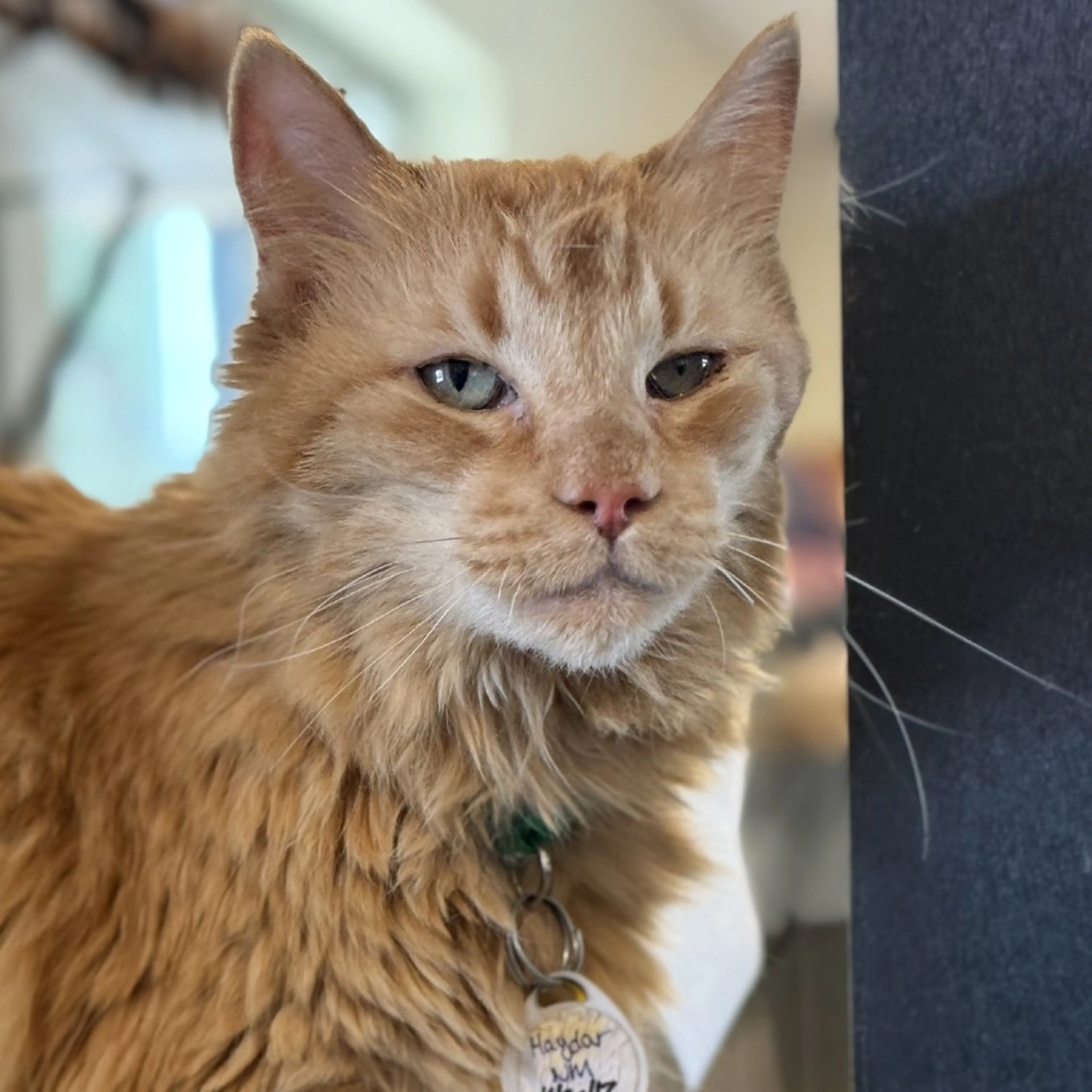 Found pet-3